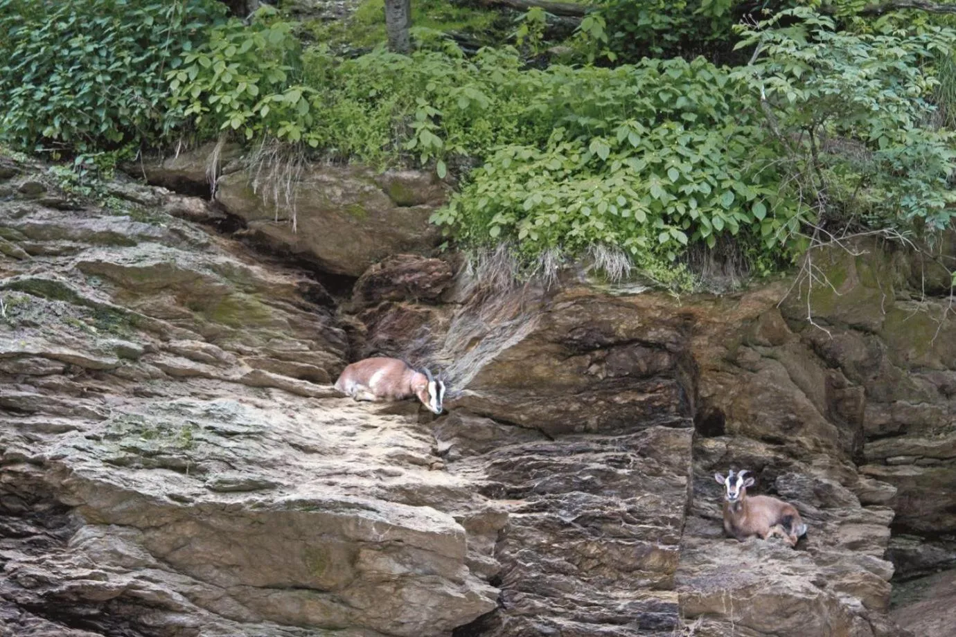 Animals in Zur Margarethenmühle - Landgasthof und Waldhotel