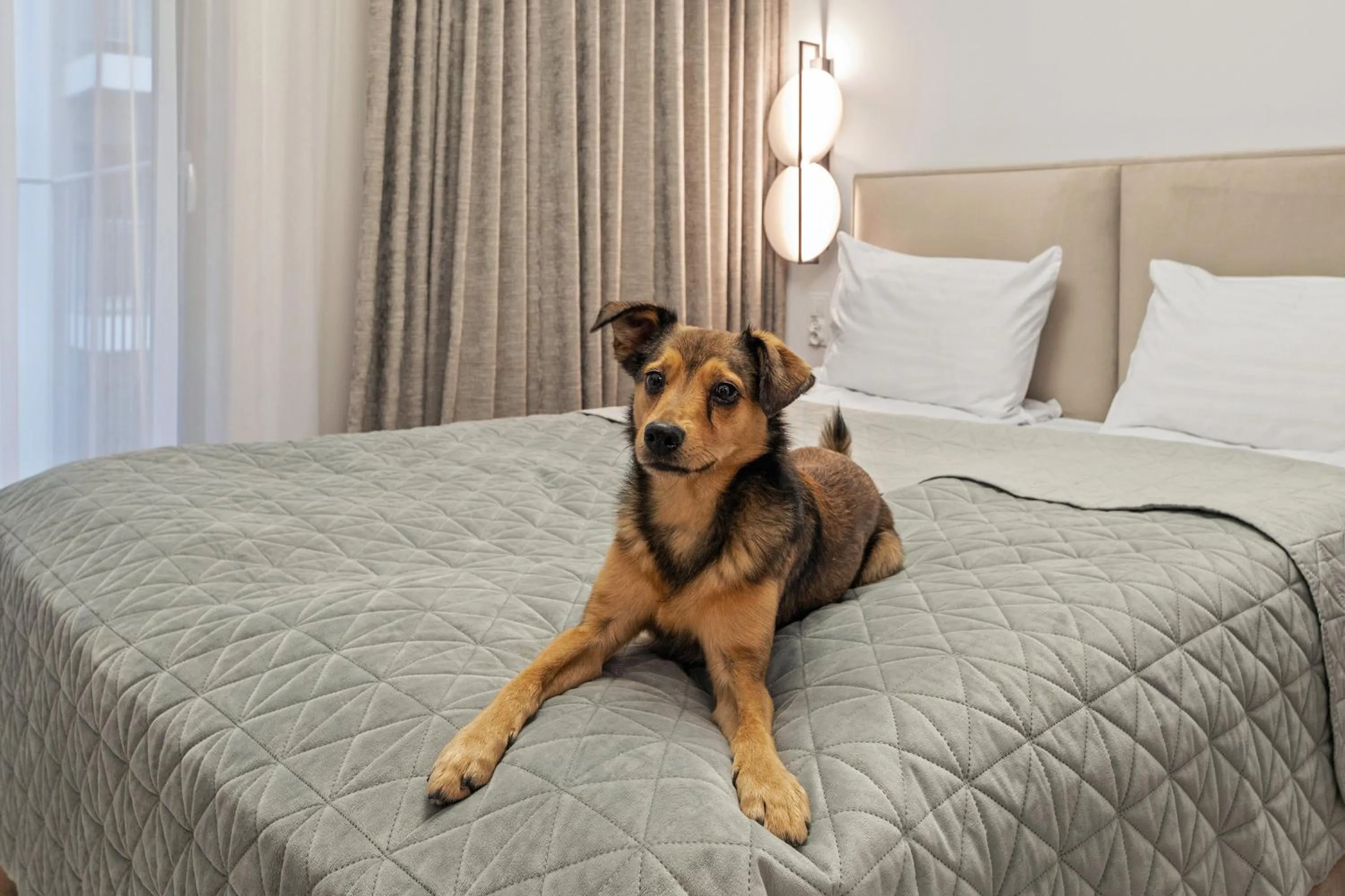 Pets, Bed in GRANO APARTMENTS Gdańsk Residence SPA & Wellness - GRANO APARTMENTS Gdańsk Old Town SPA & Wellness