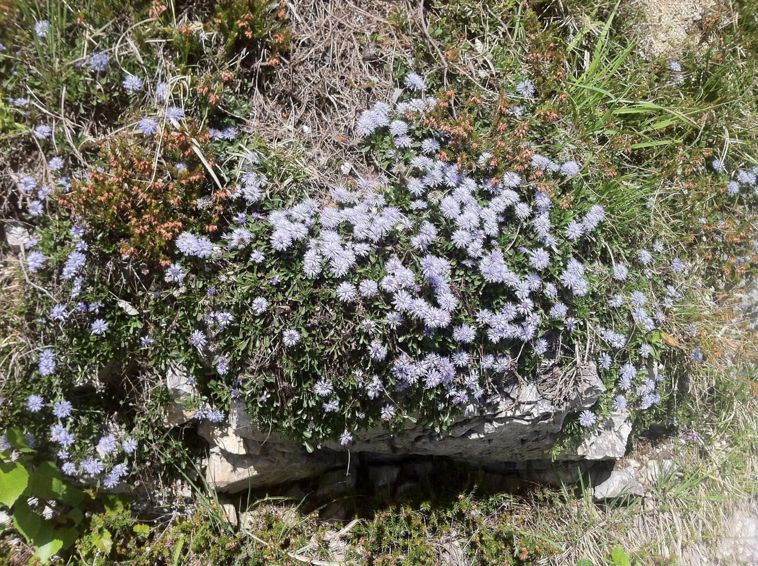 Spring in Bäckeralm© - B&B 16 +