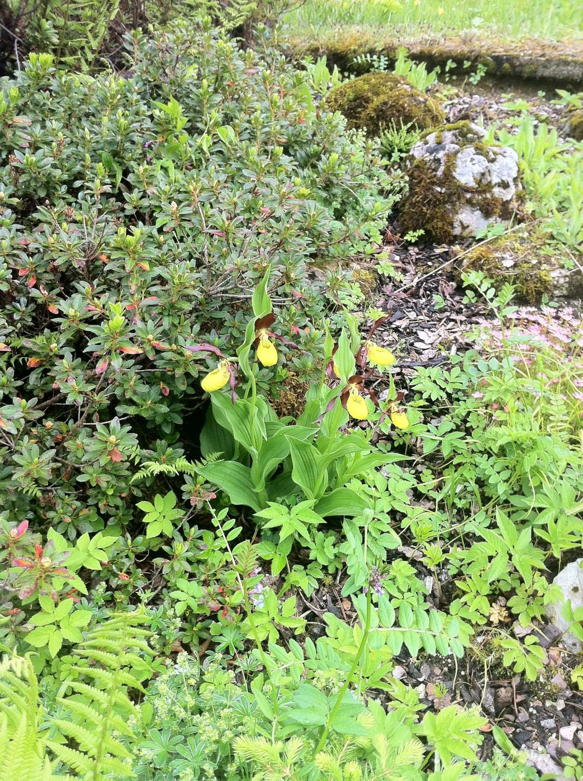 Spring in Bäckeralm© - B&B 16 +