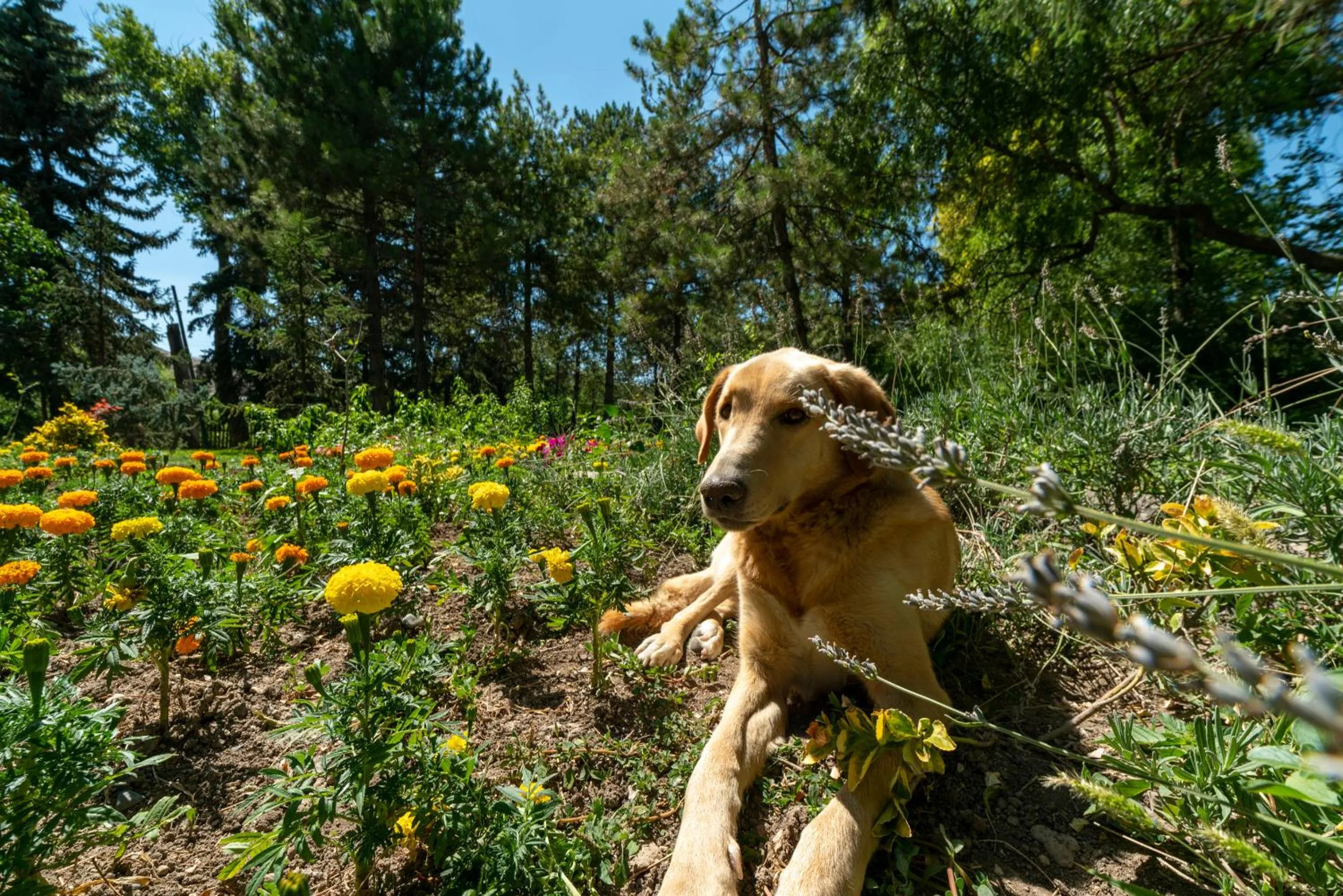 Pets in SUNOLUS VINEYARDHOUSe