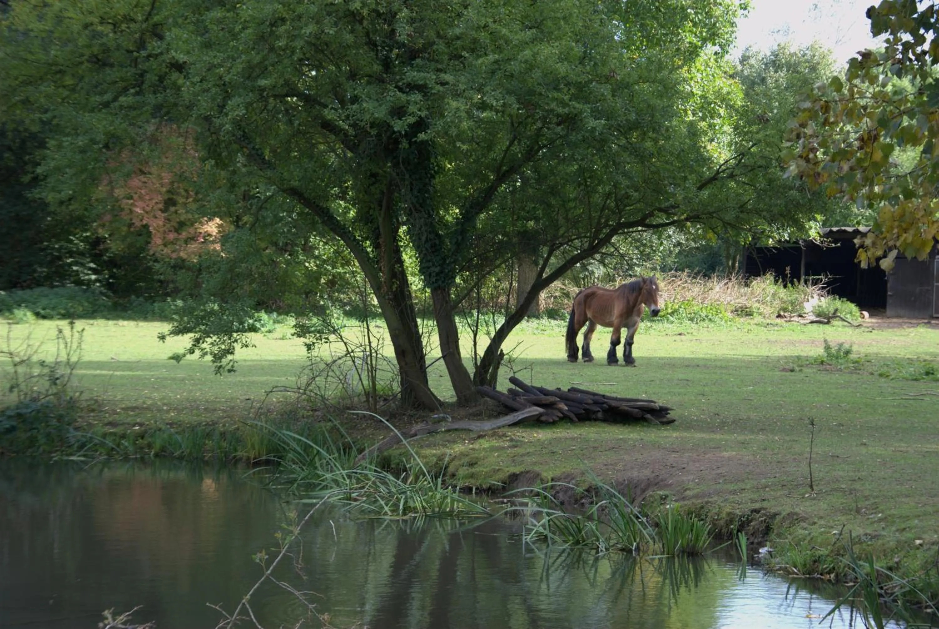 Activities in AKZENT Land-Hotel Zum Schwan, Garni WEILERSWIST-METTERNICH, 3 E-LADESTATIONEN, Nähe PHANTASIALAND, PALMENPARADIES Euskirchen
