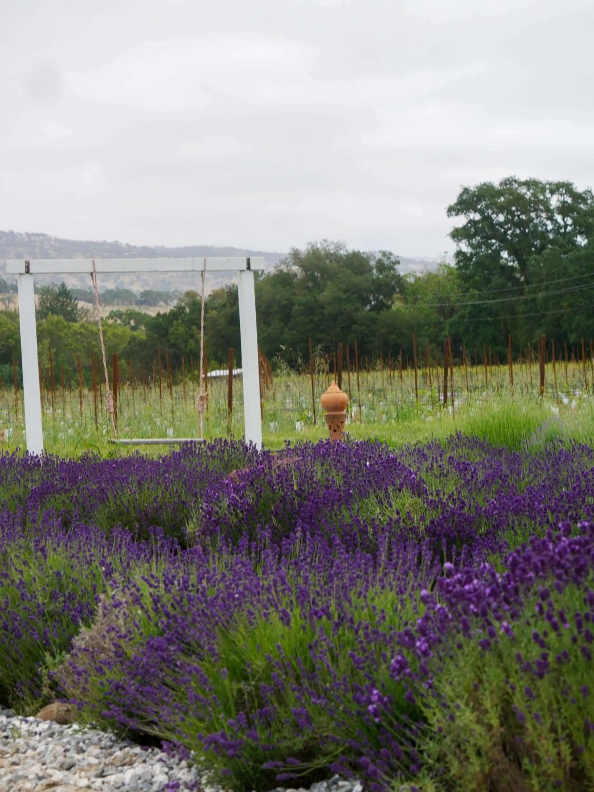 Bann at Oak Knoll Napa