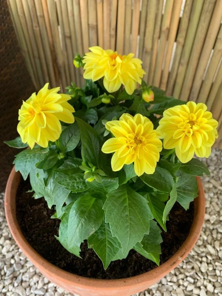 B&B BUICOVILLE CAMEROTA