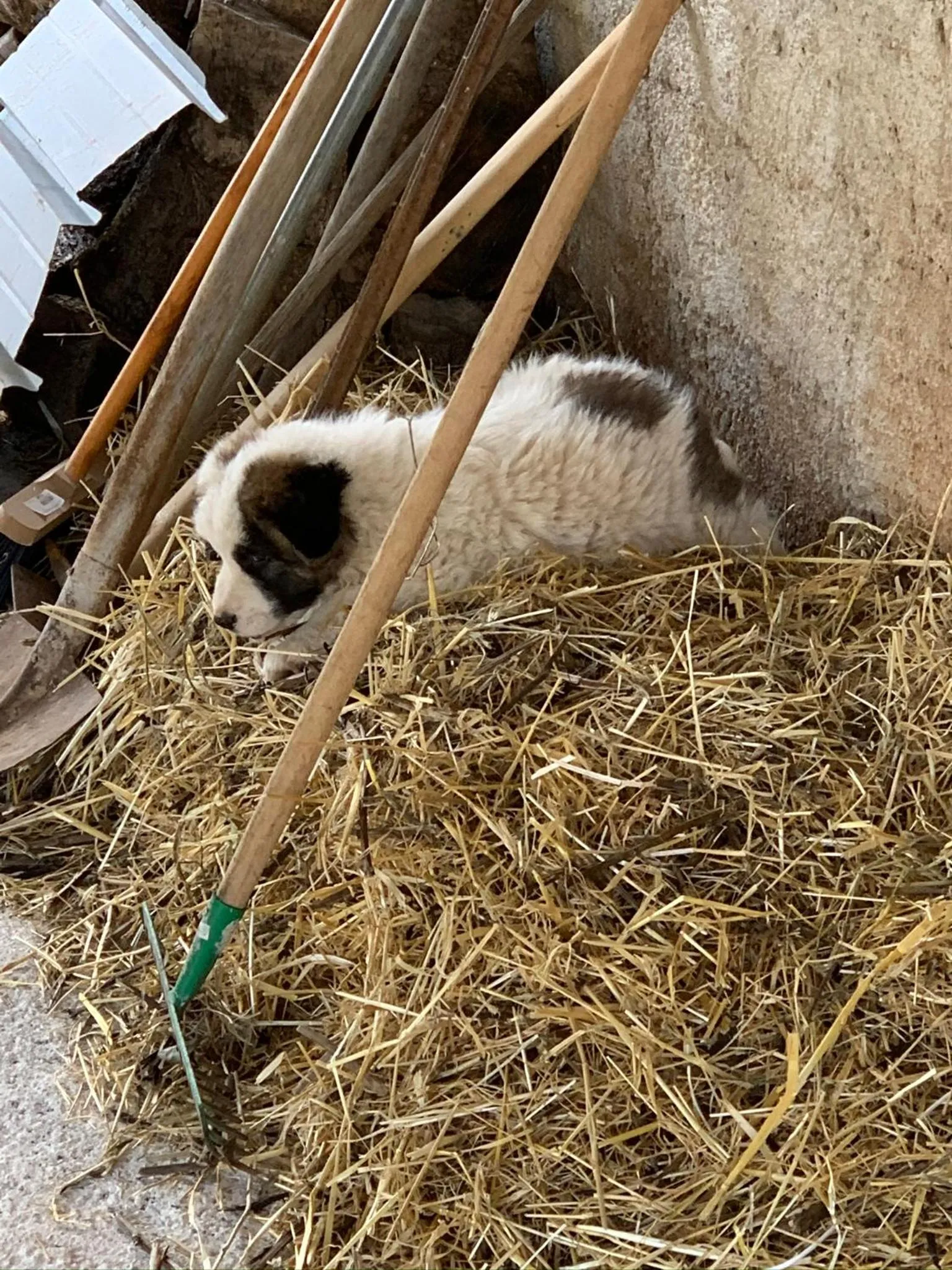 B&B BUICOVILLE CAMEROTA