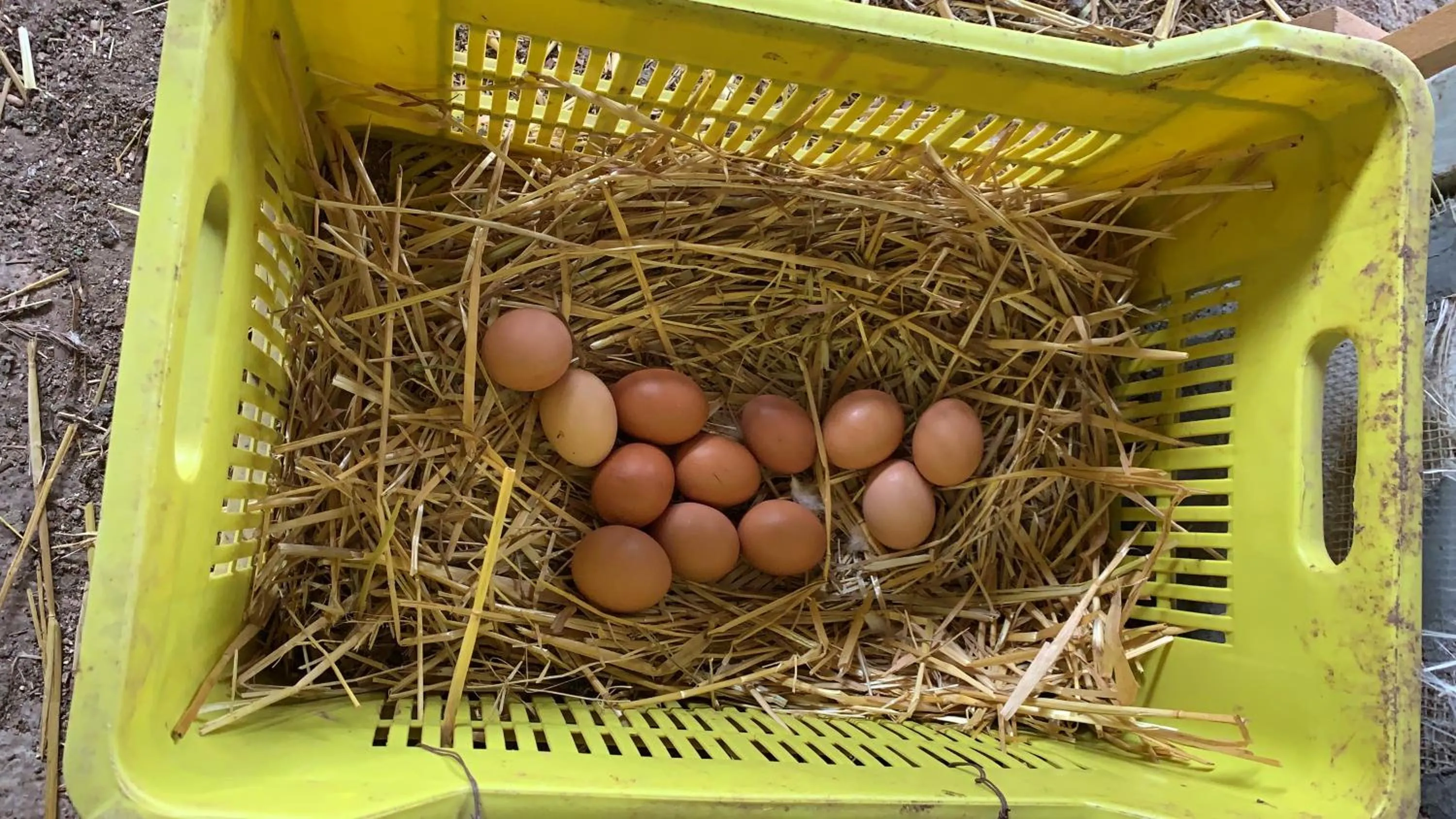 Food in B&B BUICOVILLE CAMEROTA