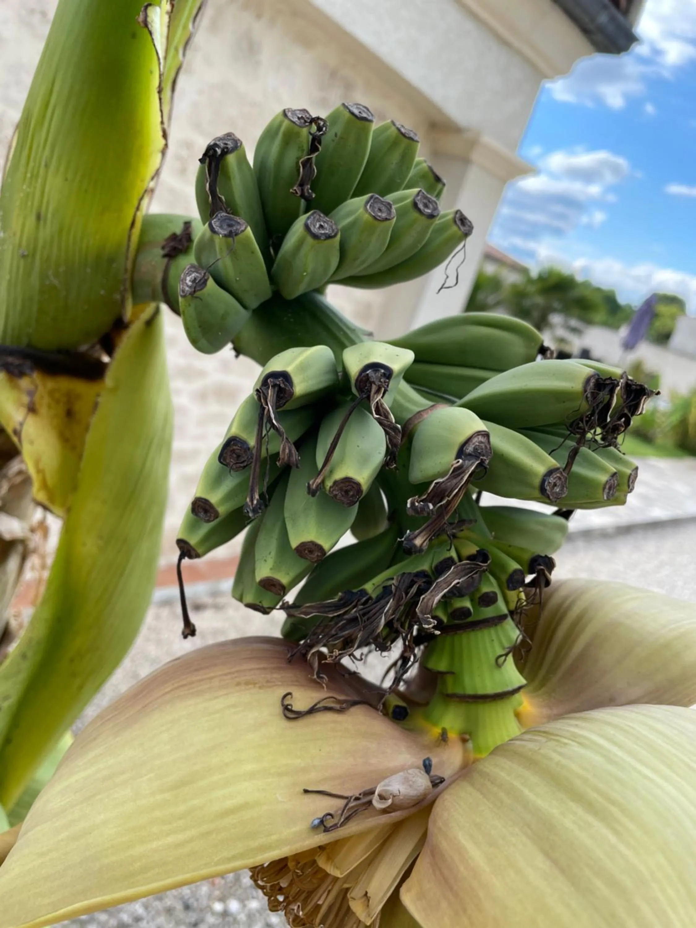 Garden in Maison d'hôtes L'air d'antan
