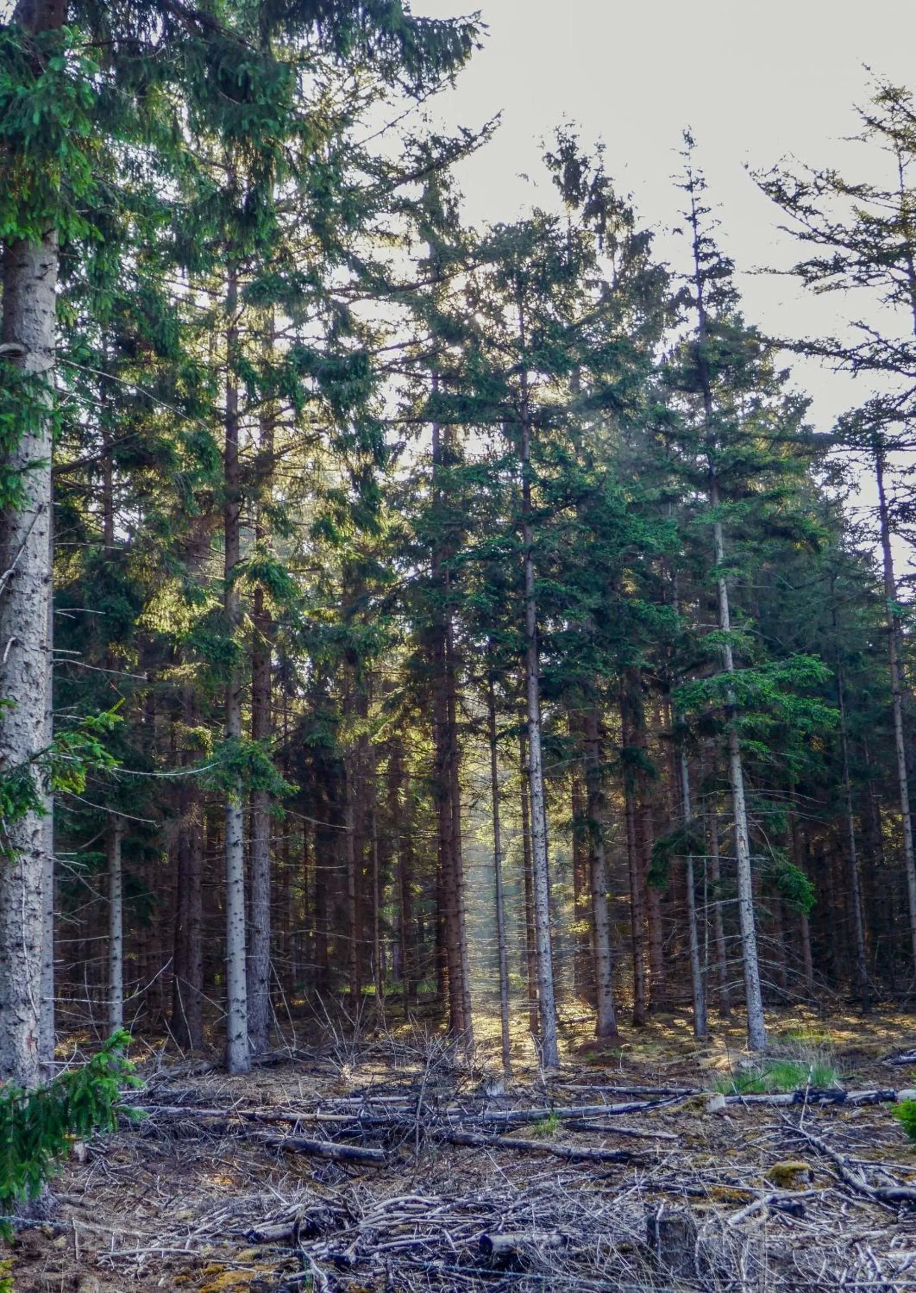 Natural landscape in Op dn Kreijtenberg