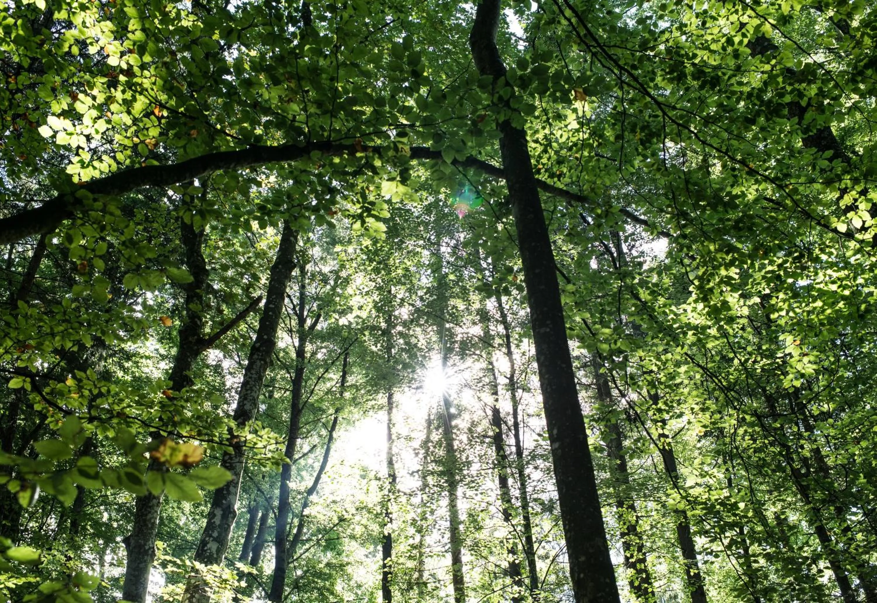 Natural landscape in Biohotel Schlossgut Oberambach
