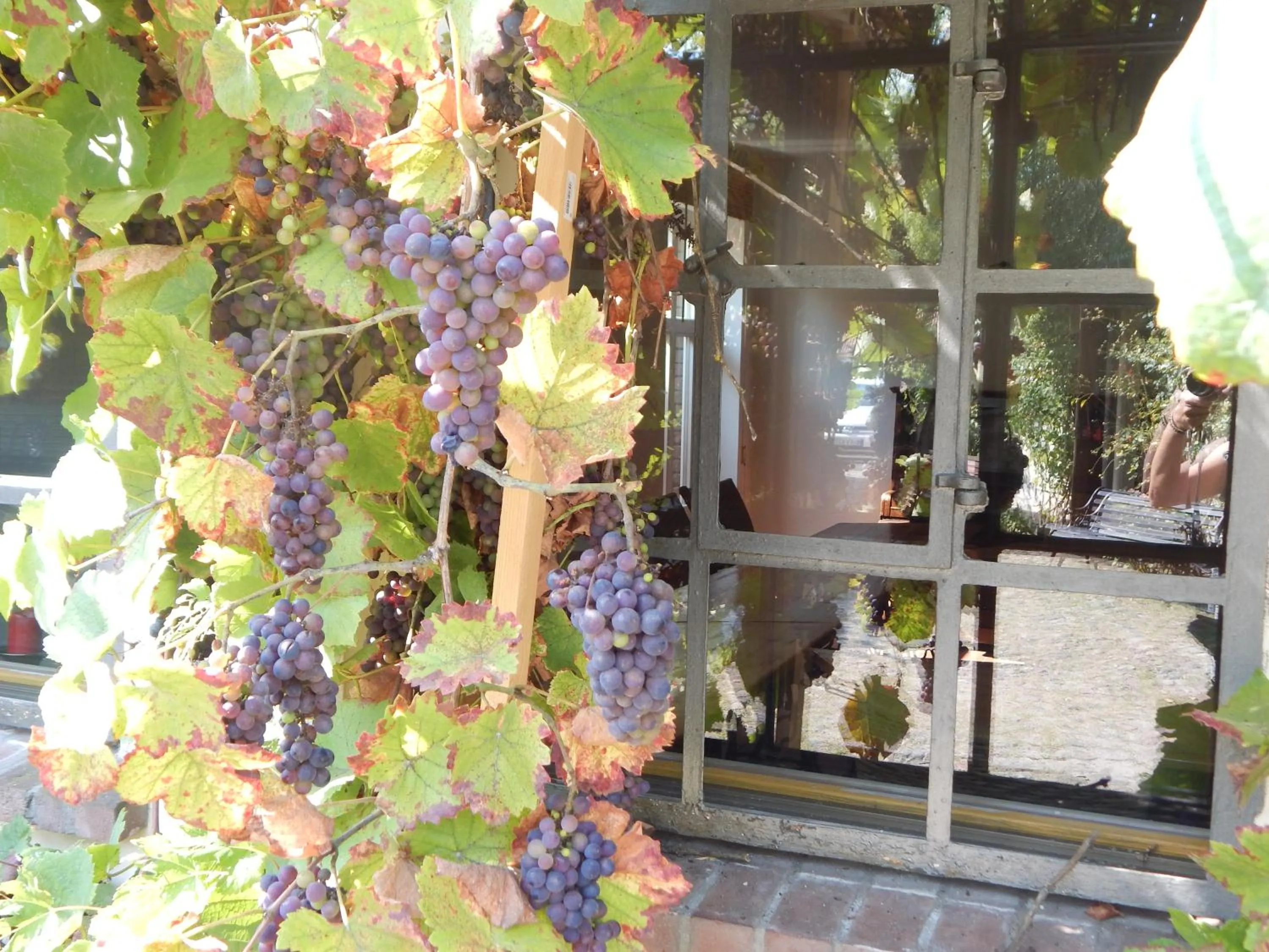 Autumn in Hotel Alte Försterei