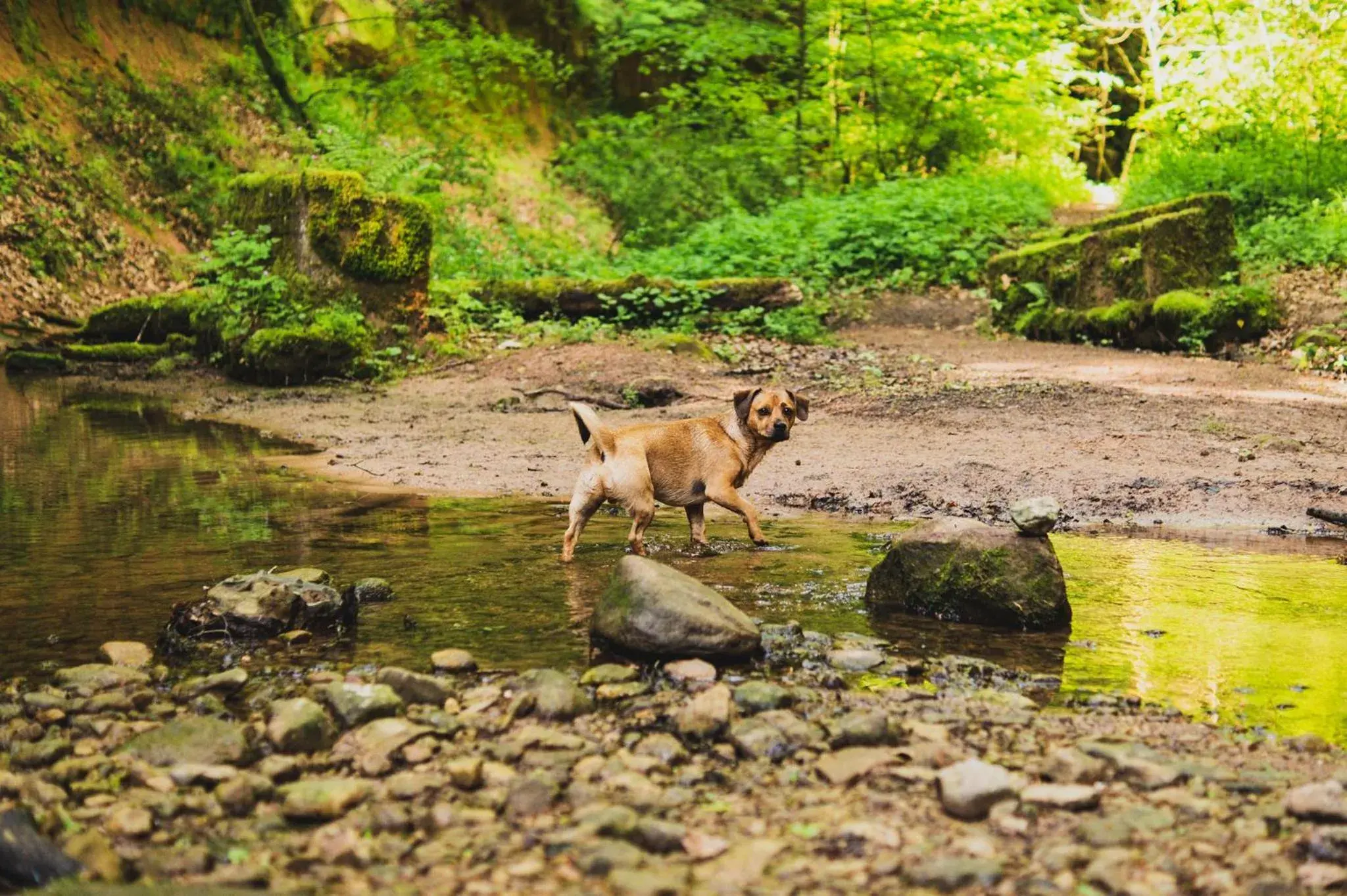 Superior Double Room (Dog allowed) in Schwarzwald Panorama Superior Double Room (Dog allowed) in Schwarzwald Panorama