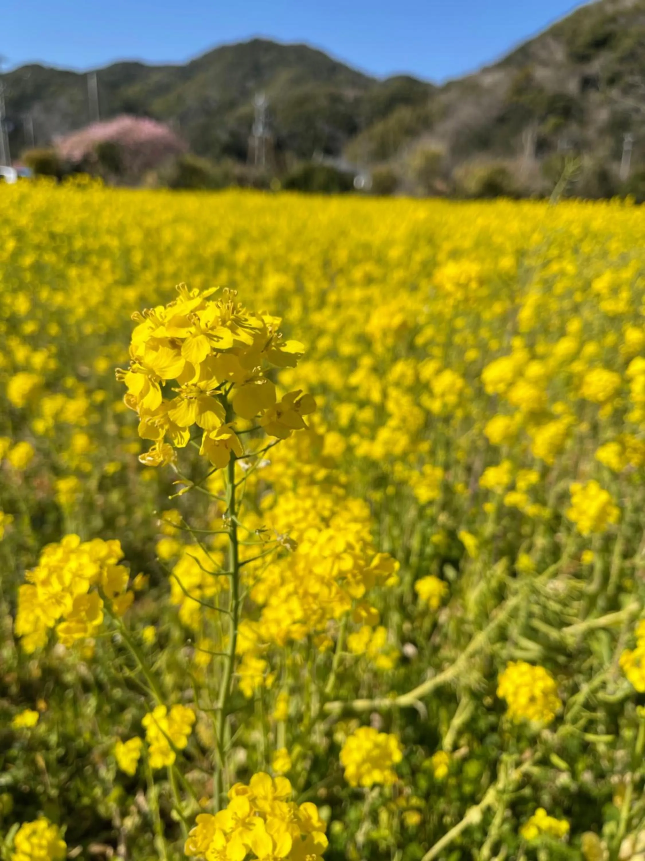 Nearby landmark in Guesthouse All you need - All rooms have an ocean view!