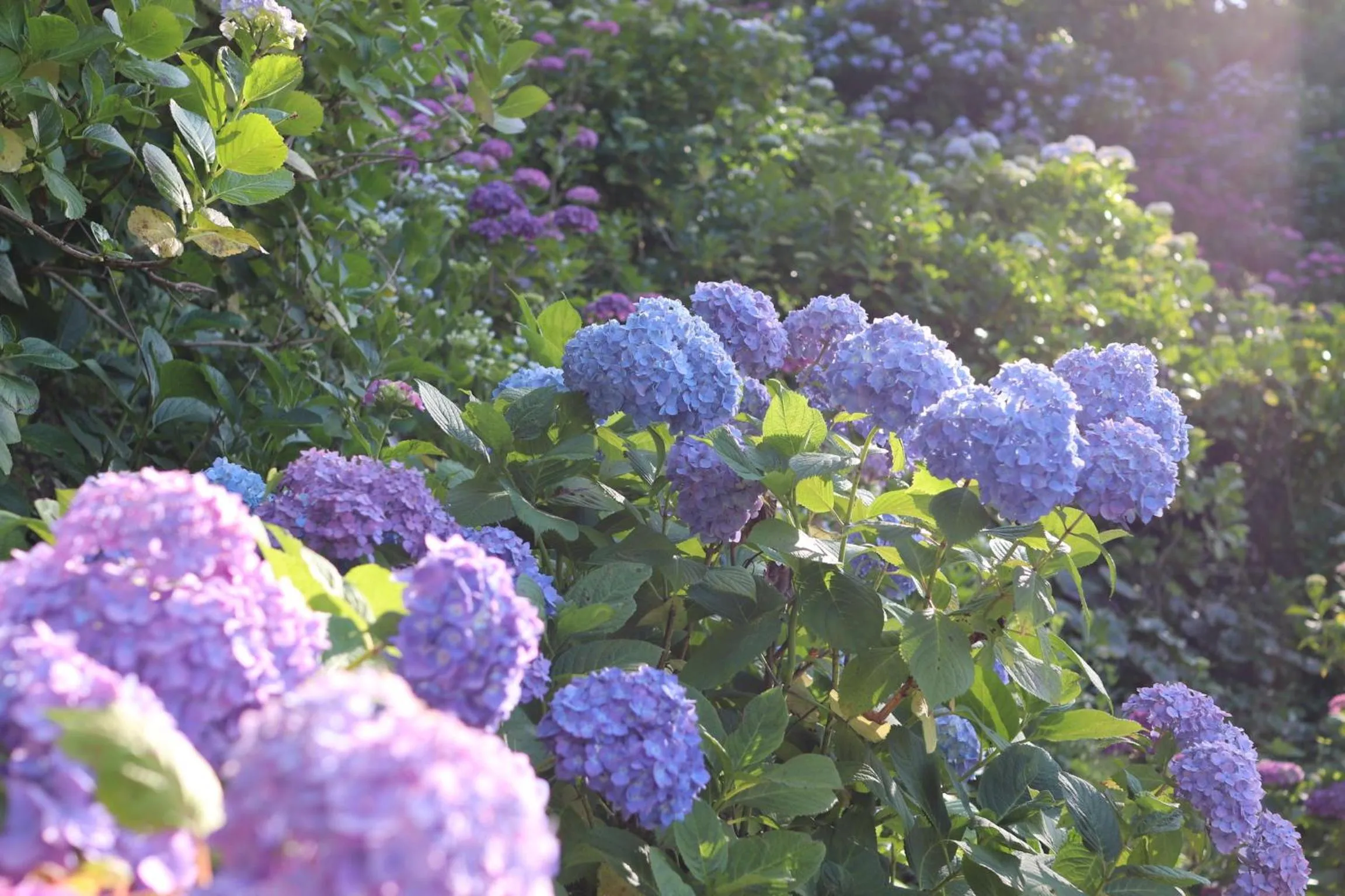 Natural landscape in Guesthouse All you need - All rooms have an ocean view!