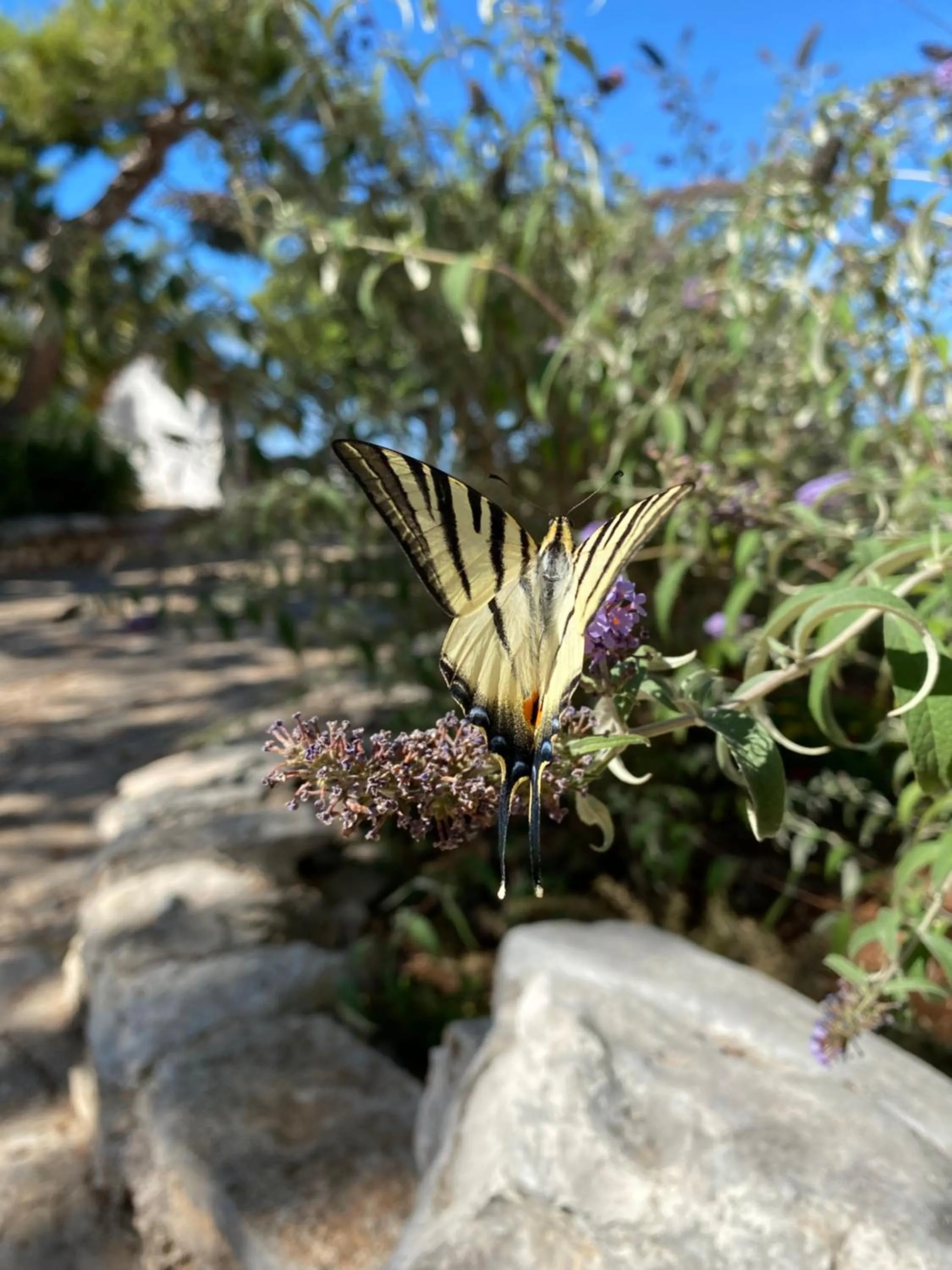 Garden in Monte Simeone