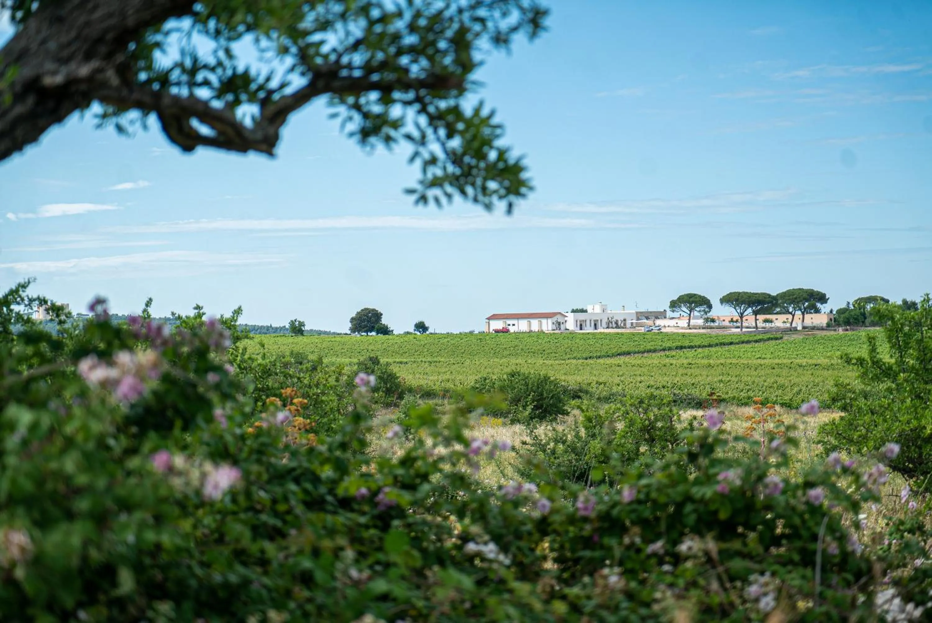 View (from property/room) in Le Masserie Zucaro