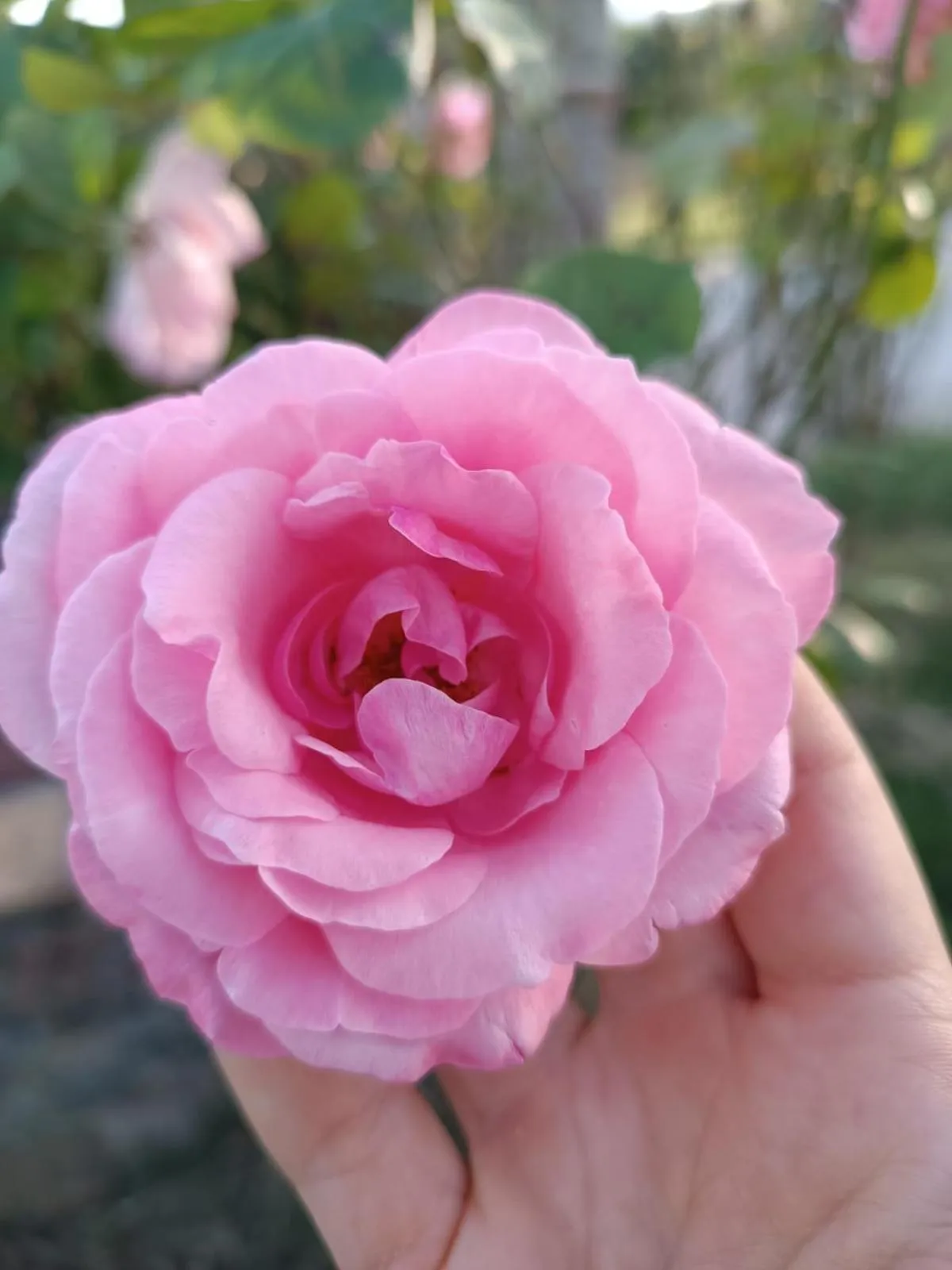 Garden in Dolce Farnetta en-Suite Spa & Yoga