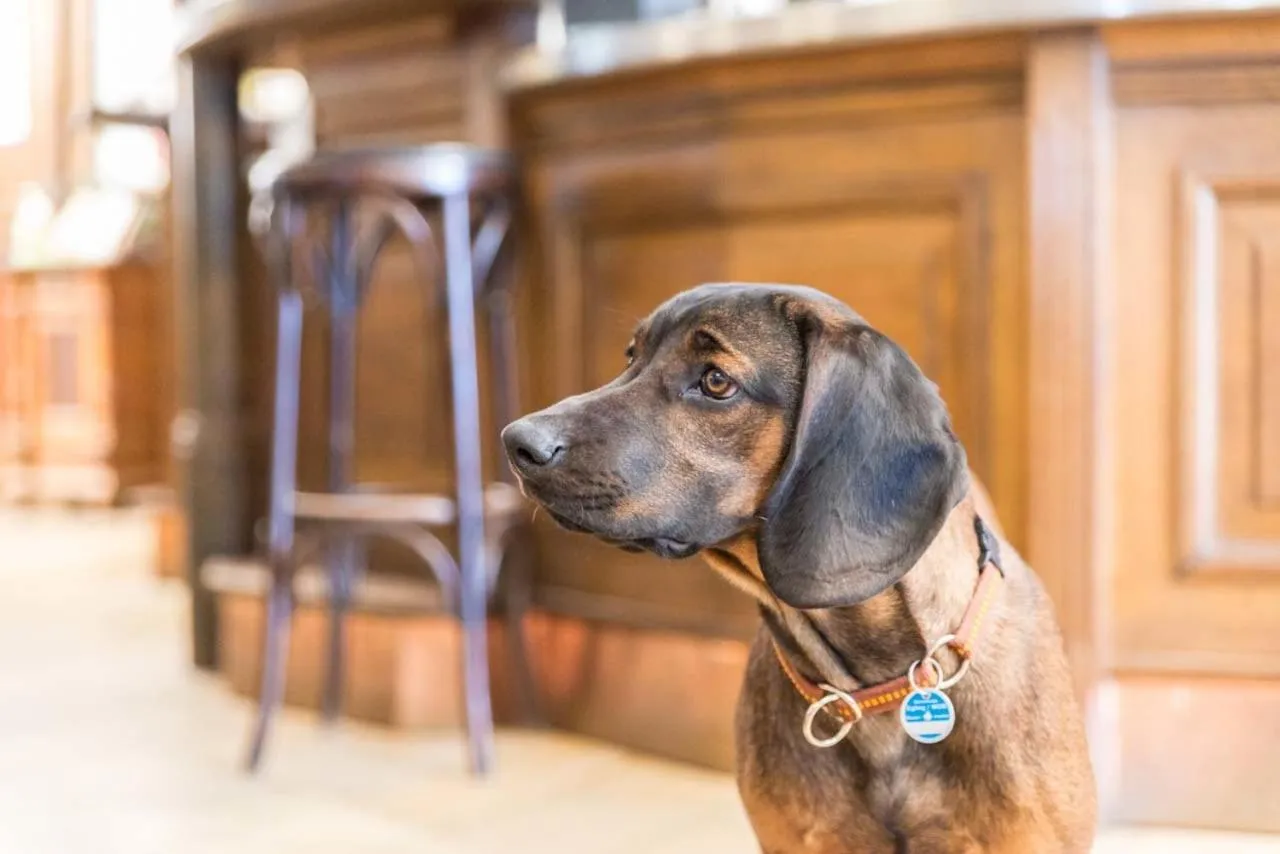 Pets in Metzgerei Gasthof Oberhauser - Hotel zur Post