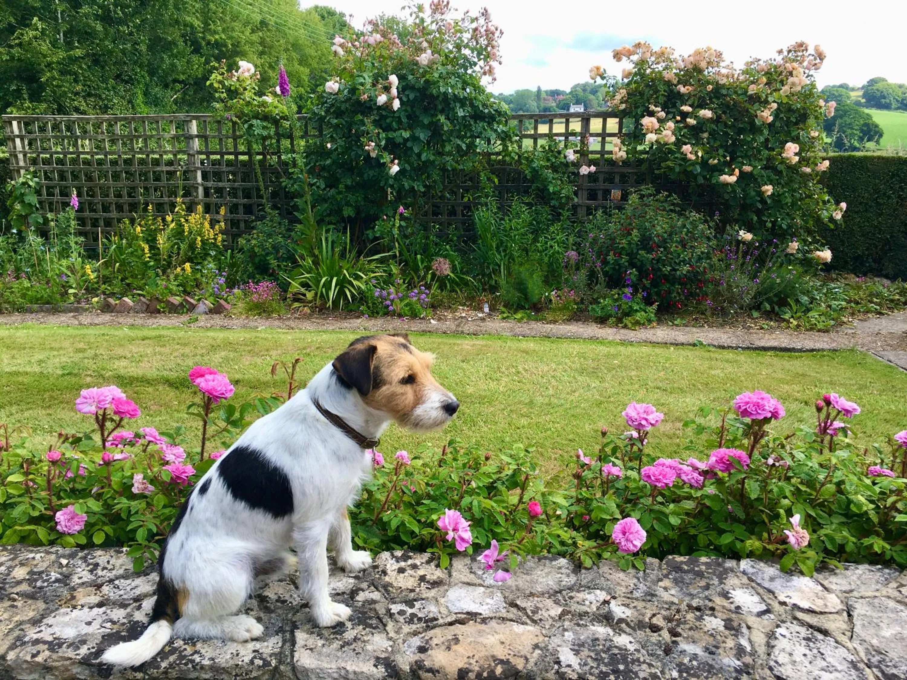 Pets in Rosemary Cottage