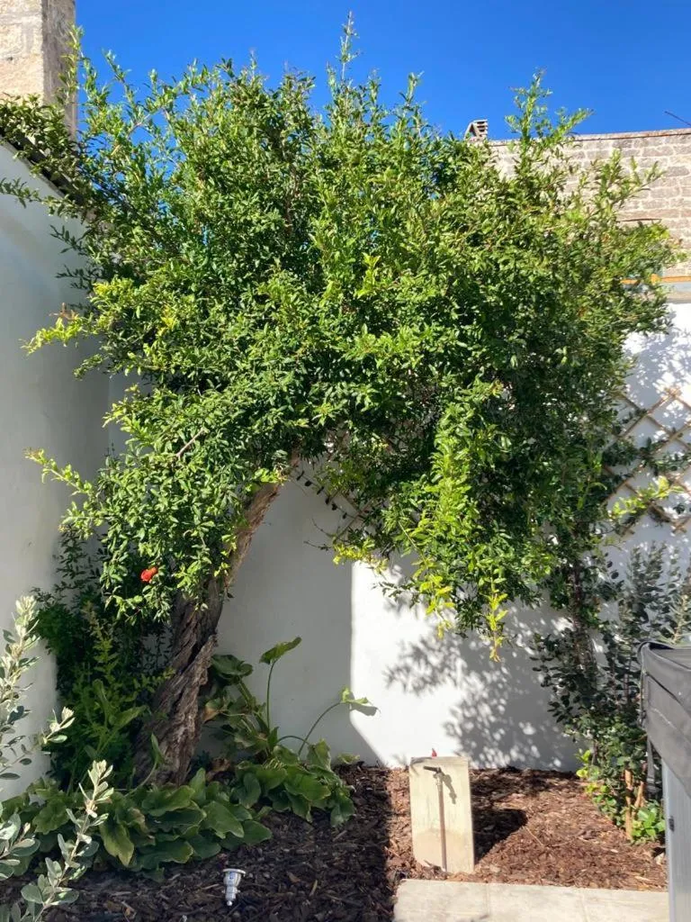 Garden in Il Palmento B&B