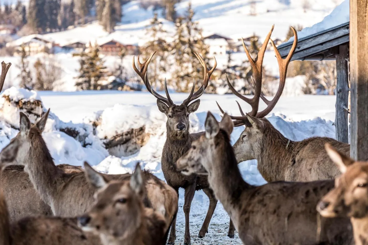 Winter in Relais & Châteaux Gut Steinbach Hotel Chalets SPA