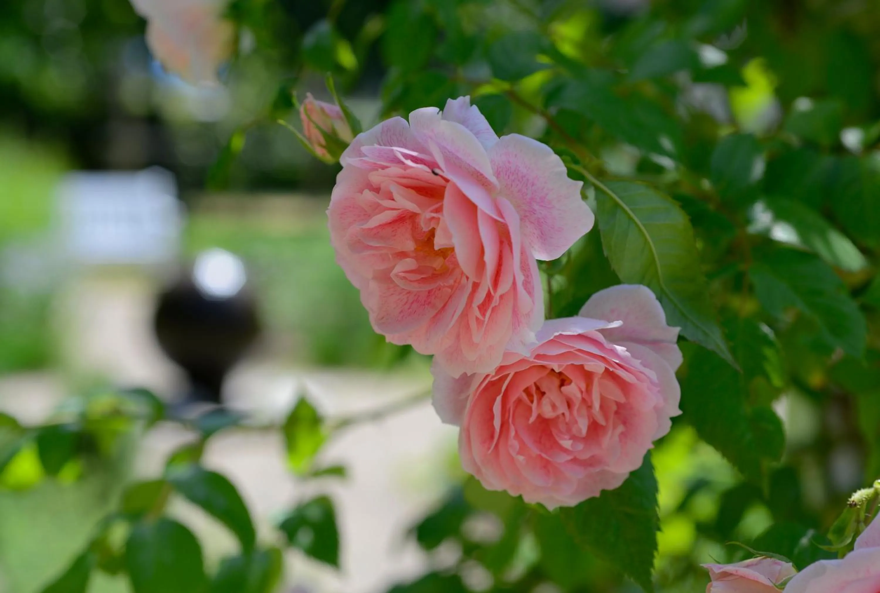 Garden in Seehotel Grossherzog von Mecklenburg
