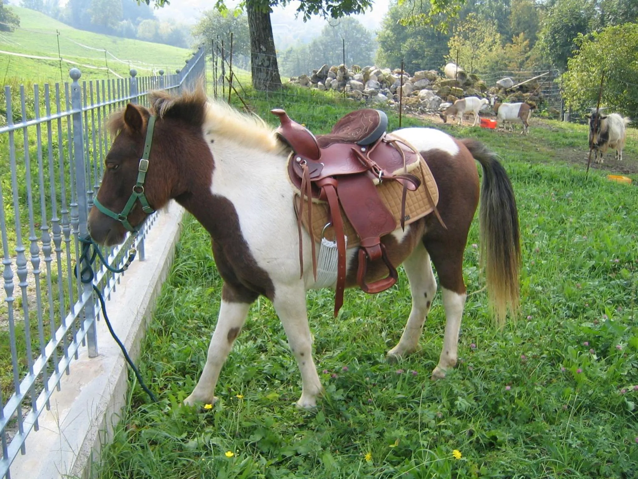 Pets in Bed & Breakfast Castello Regina