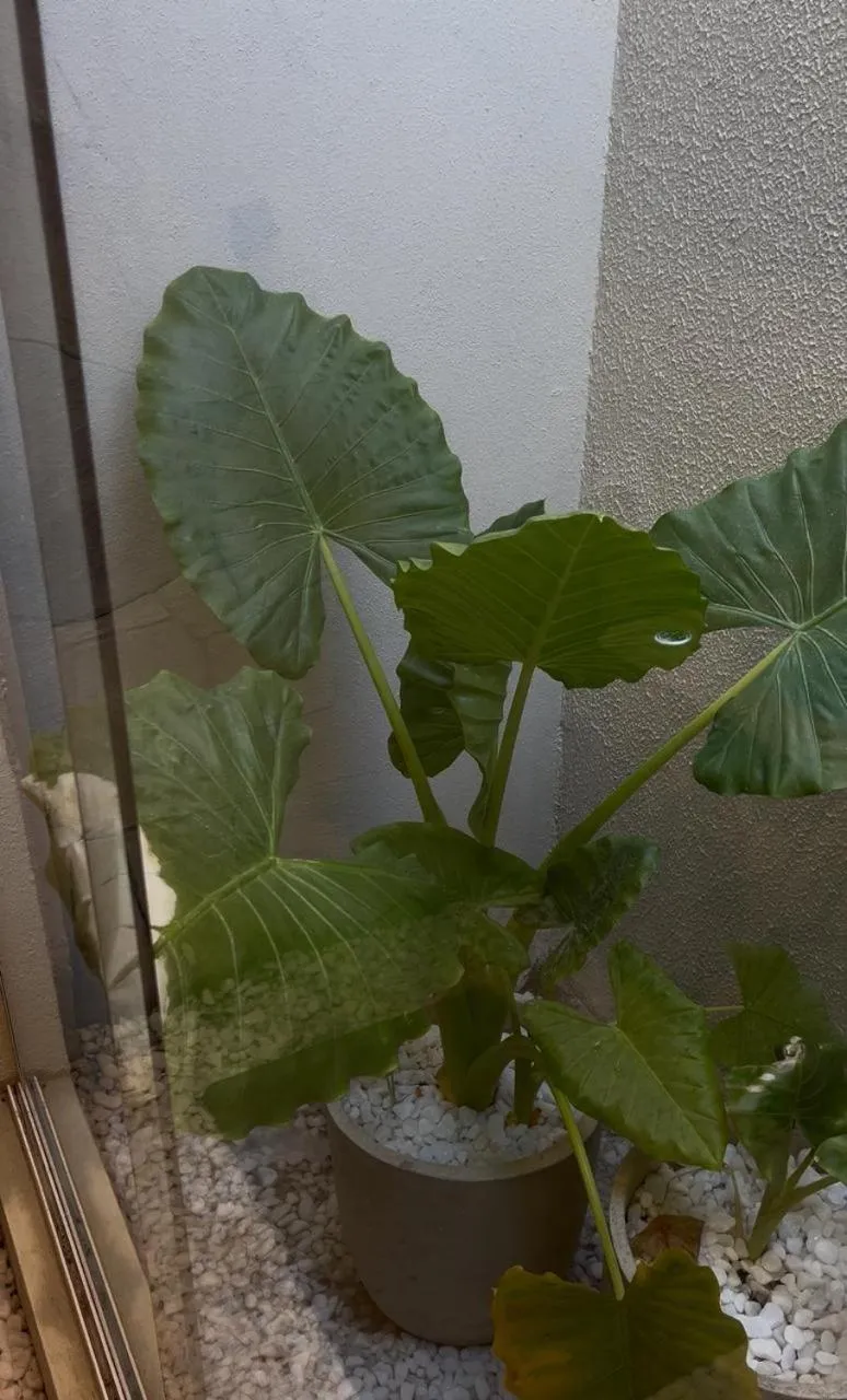 Garden in Pousada Maré do Francês