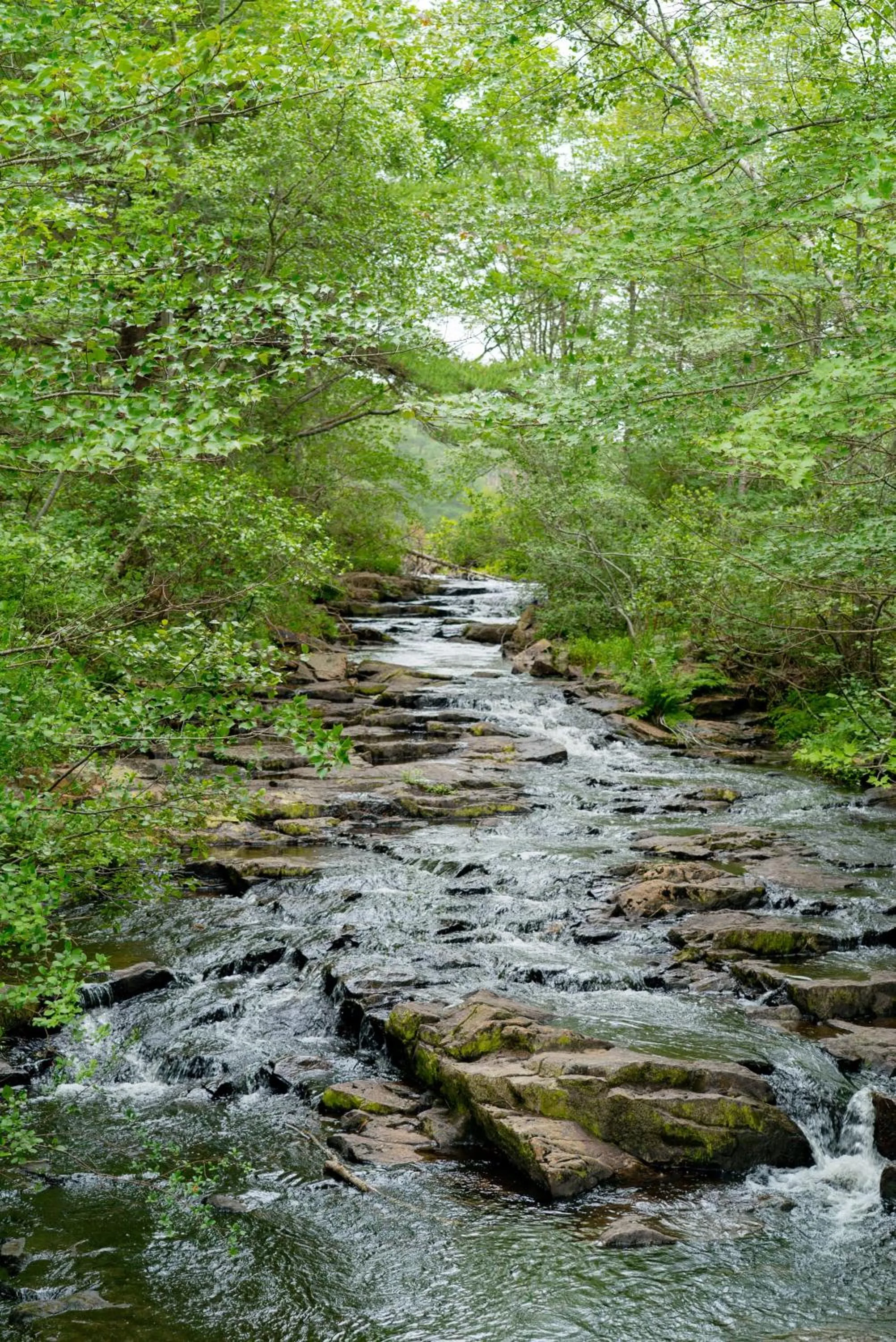 View (from property/room) in Under Canvas Acadia