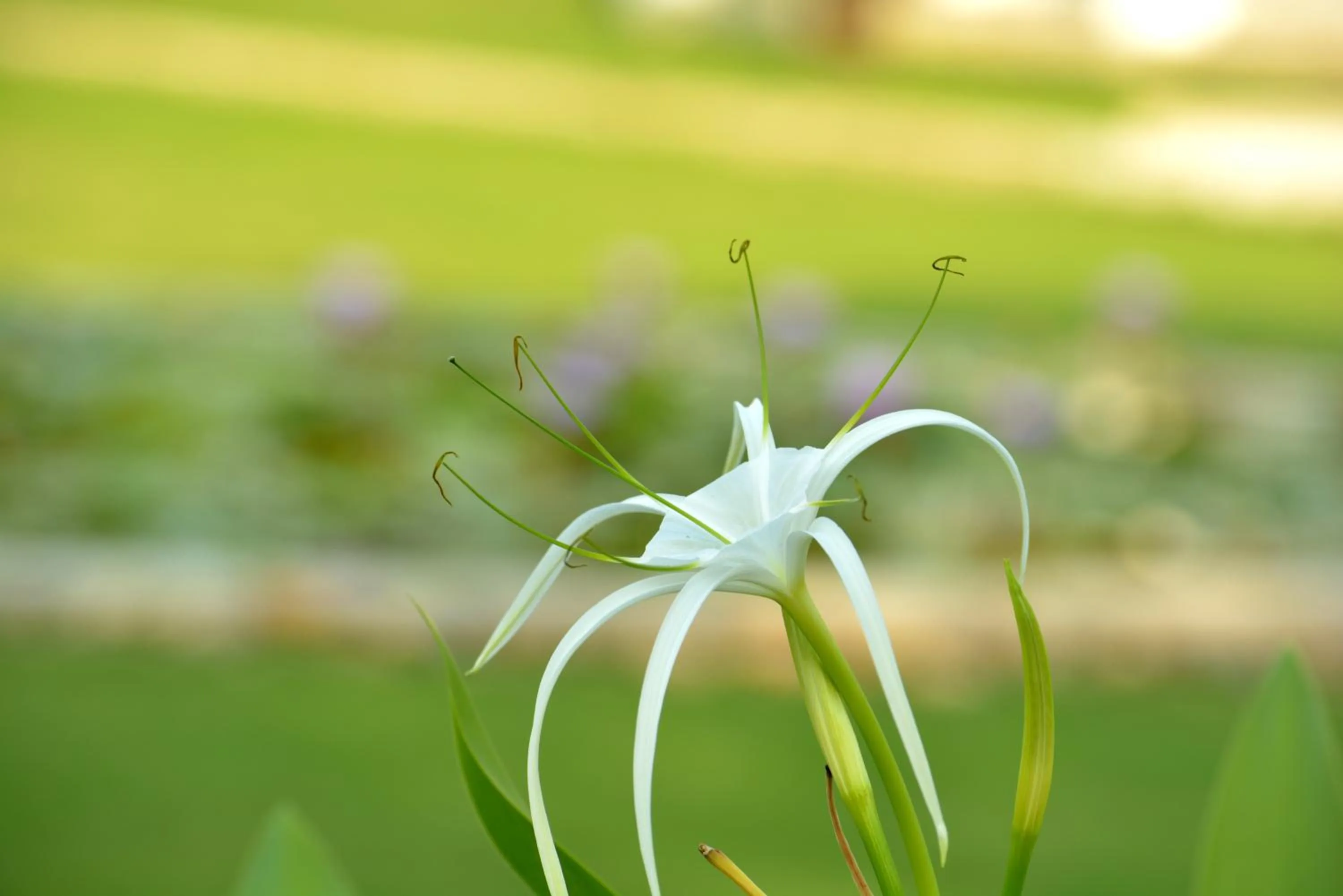 Natural landscape in Hotel Chandela Khajuraho