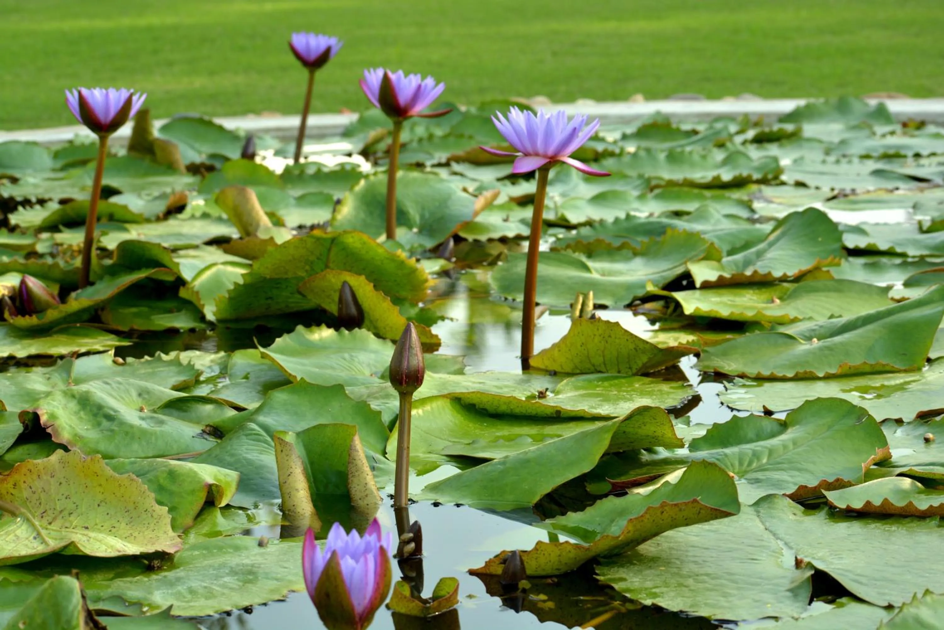 Garden in Hotel Chandela Khajuraho