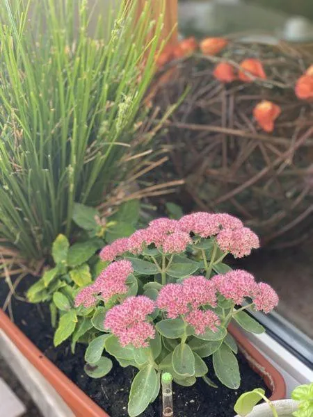 Garden view in Hotel Cascade Superior