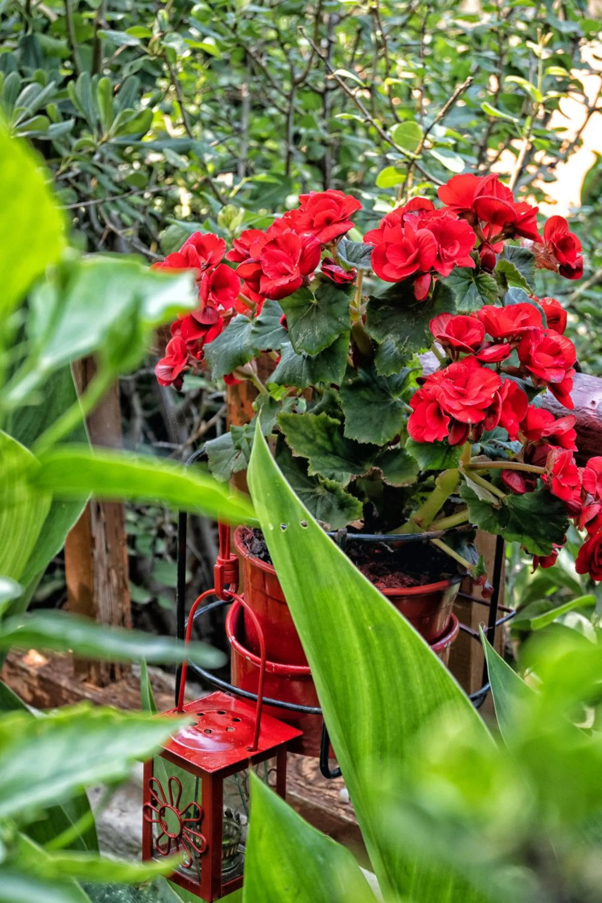 Garden in Alexandra Apartments
