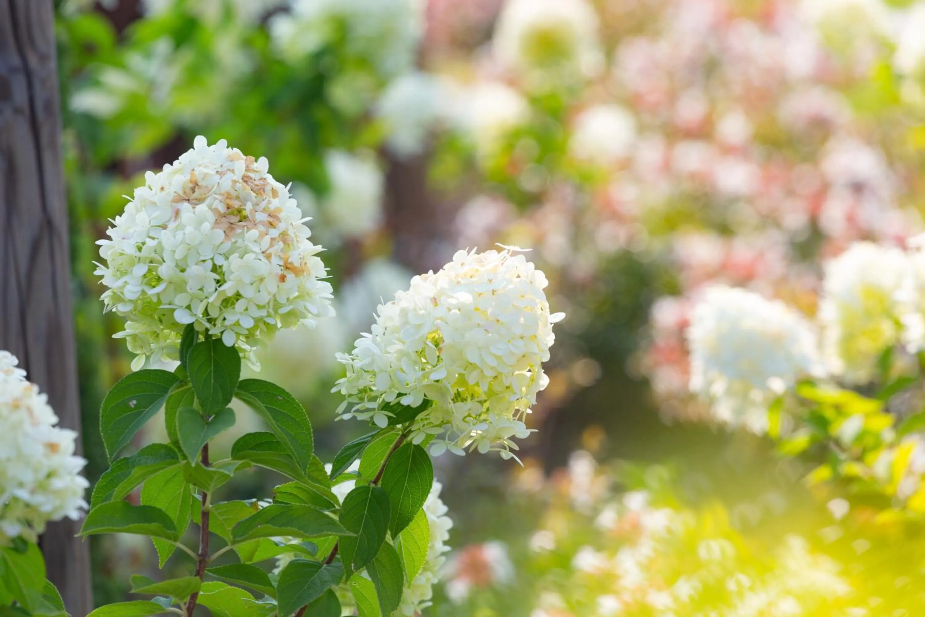 Garden in Casa Massaro Todeschini
