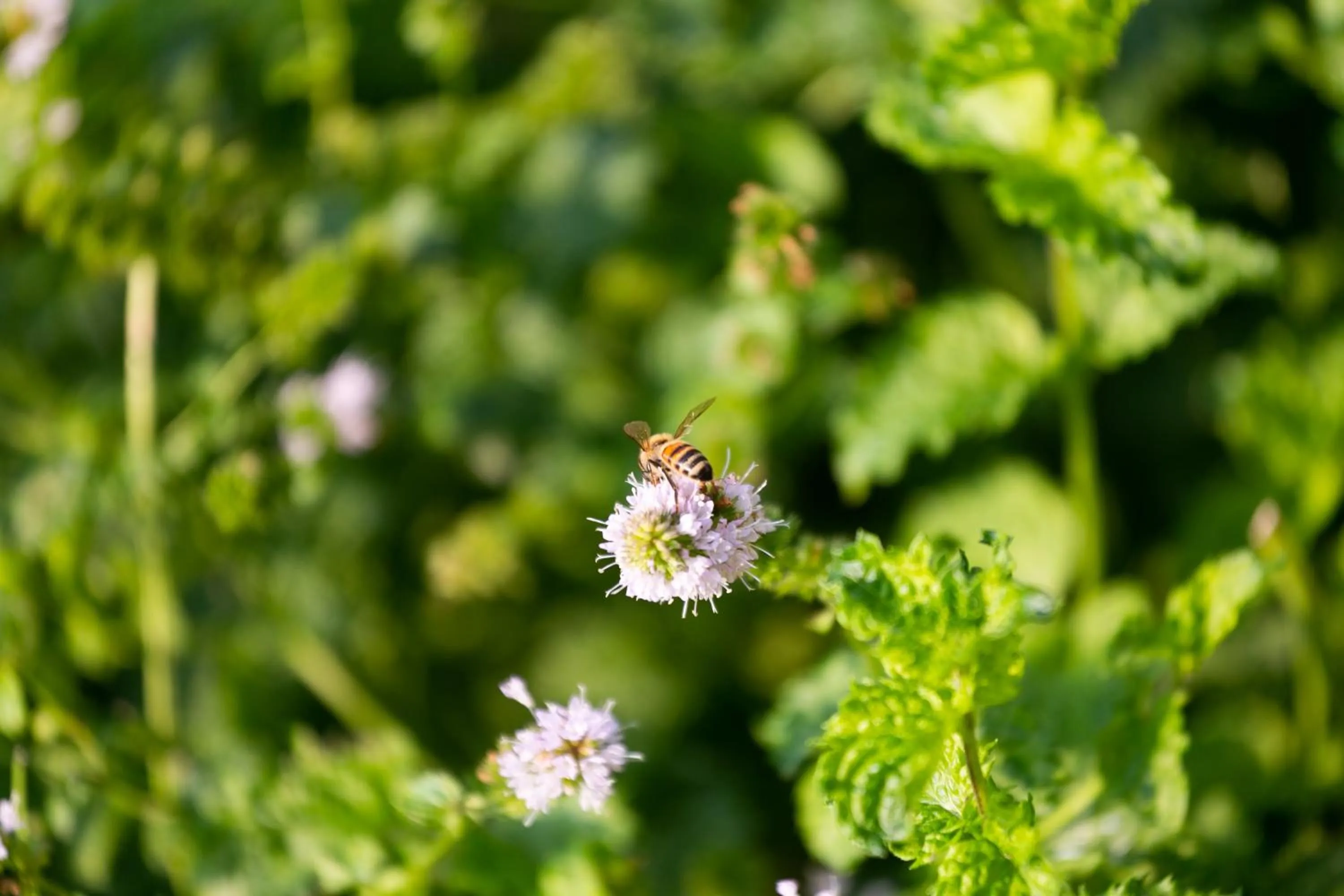 Garden in Casa Massaro Todeschini