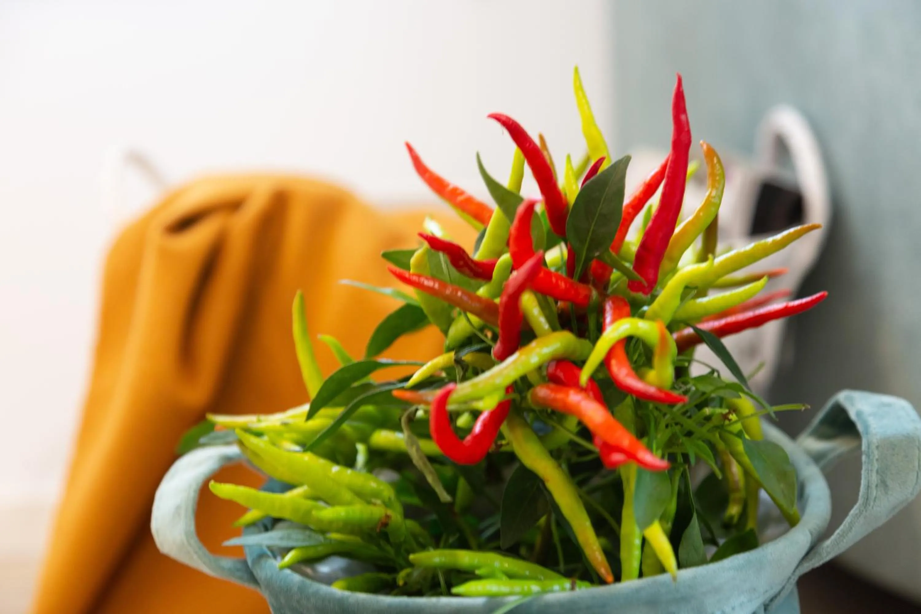 Floor plan in Casa Massaro Todeschini
