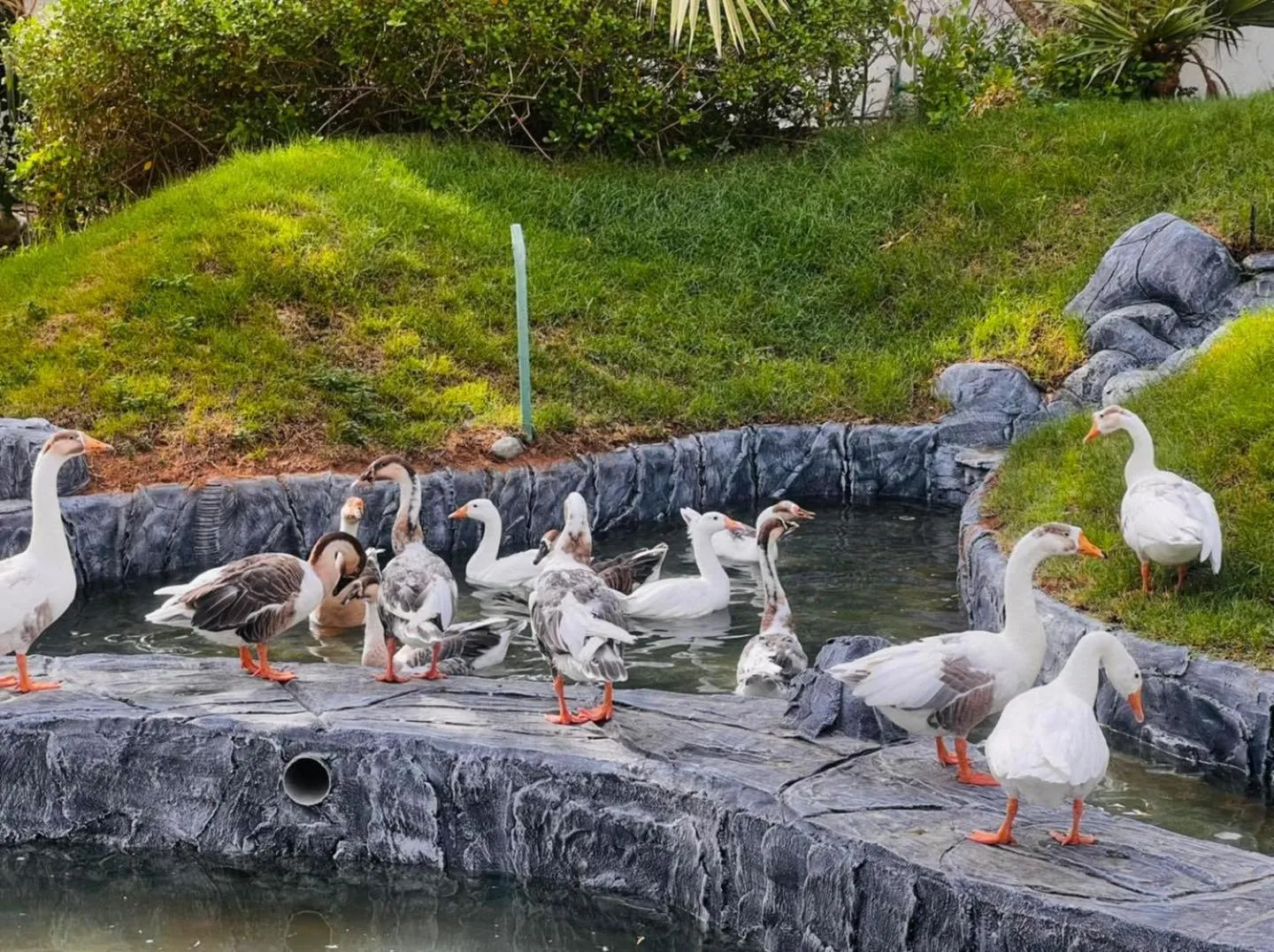 Balcony/Terrace in Daraysh Hotel