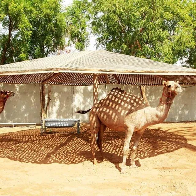 Animals in Daraysh Hotel