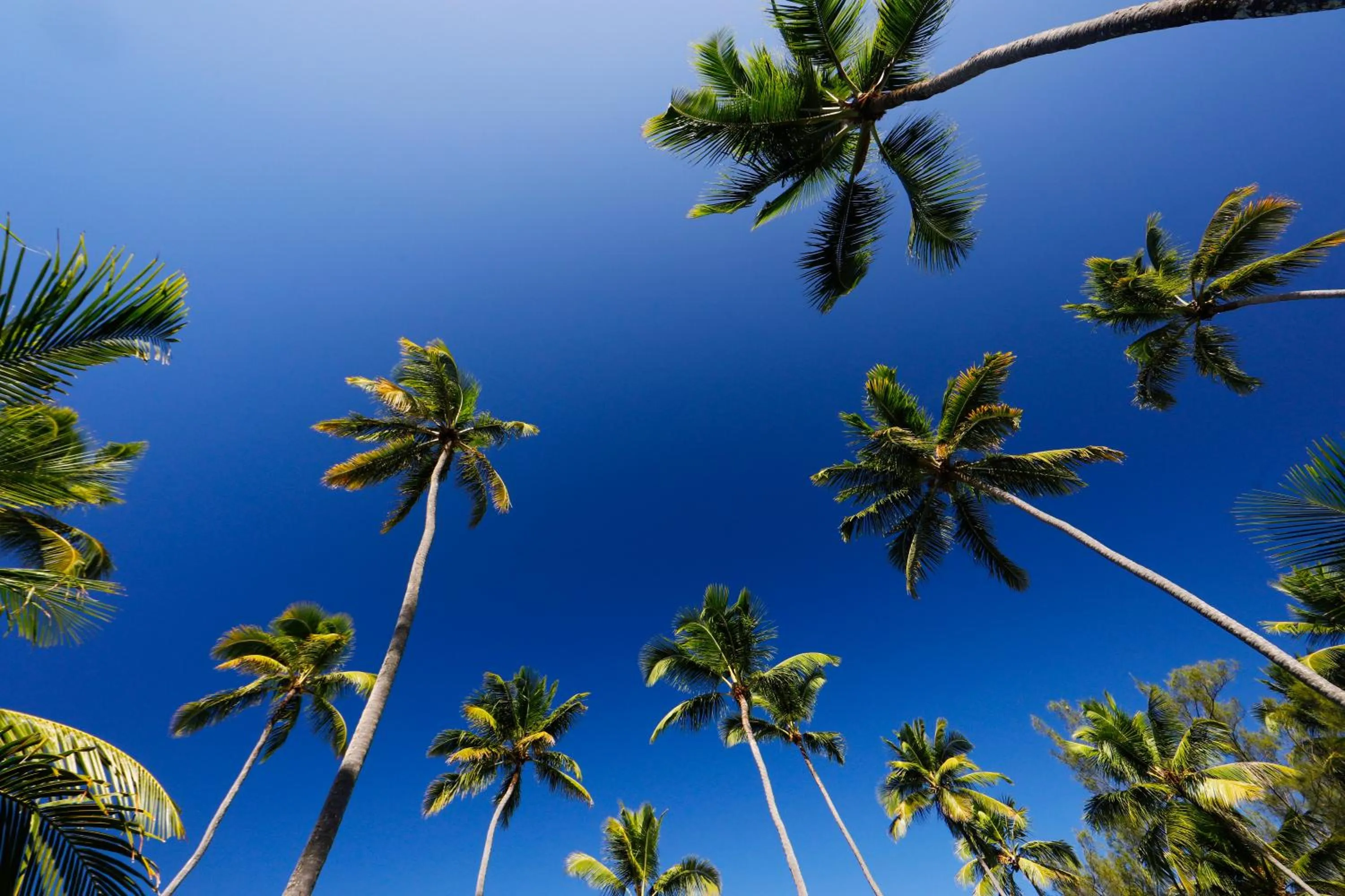 Garden in Privê Pontal de Maracaipe