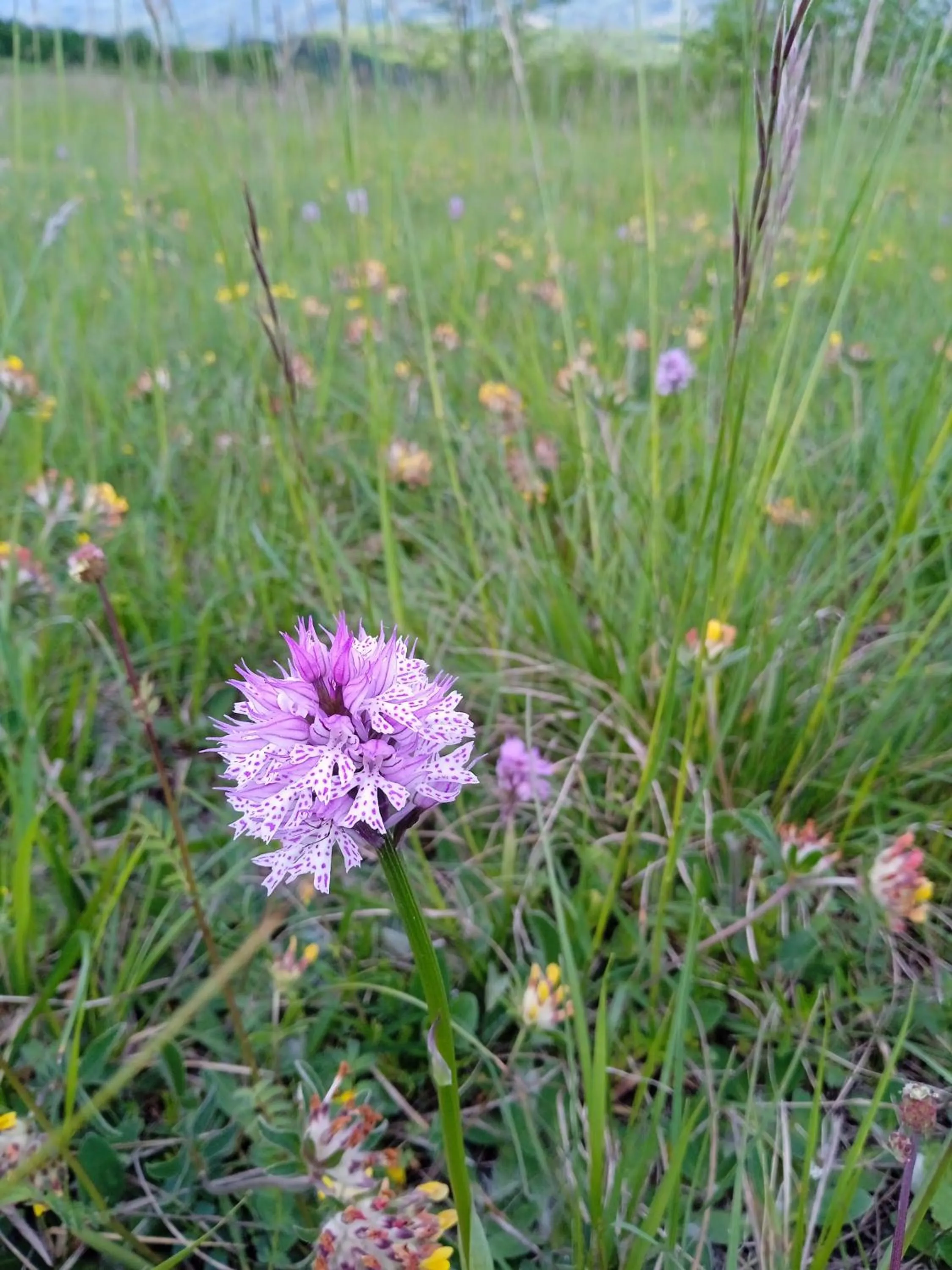 Natural landscape in Cascina Boschetto