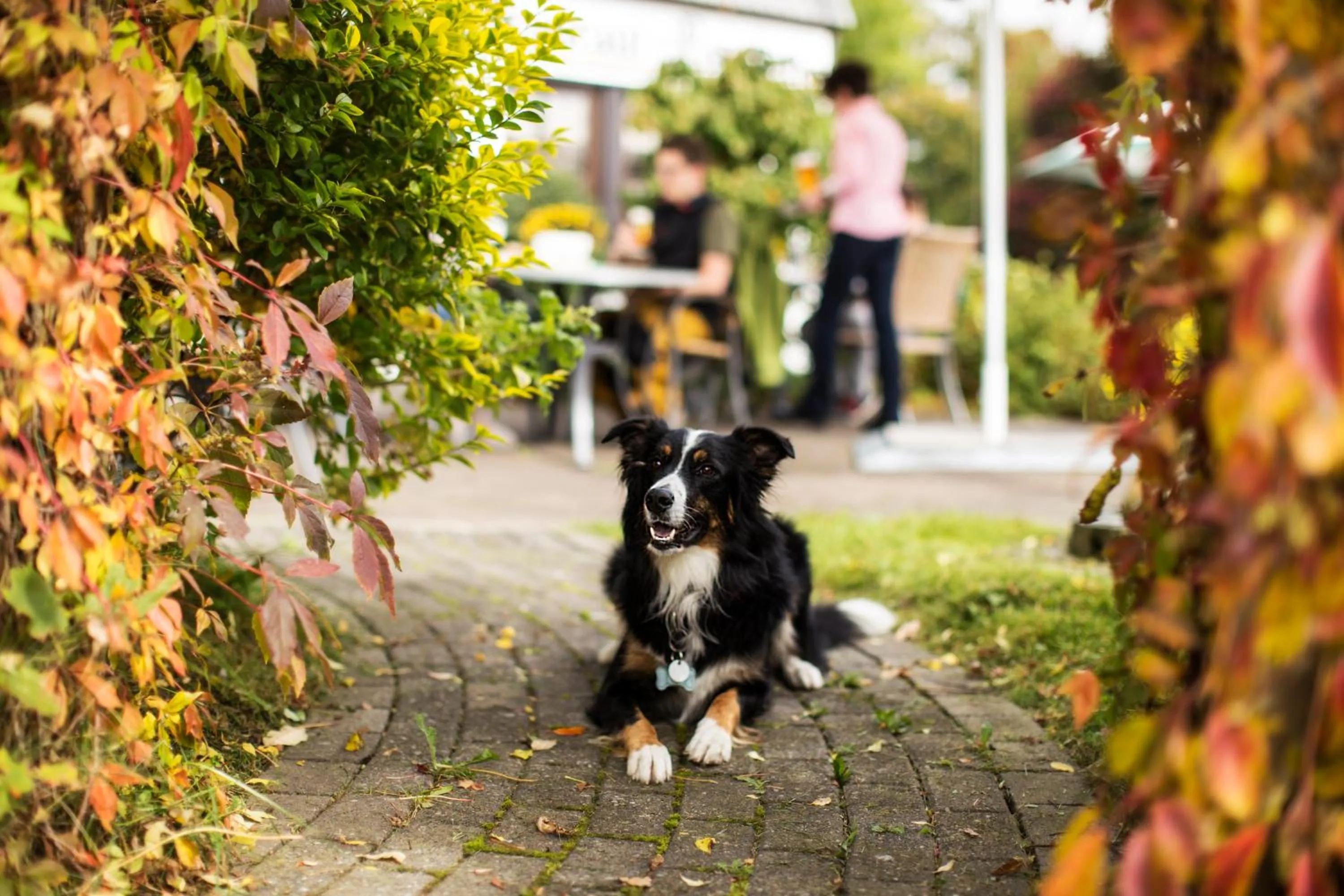 Pets in Landgasthof Gilsbach