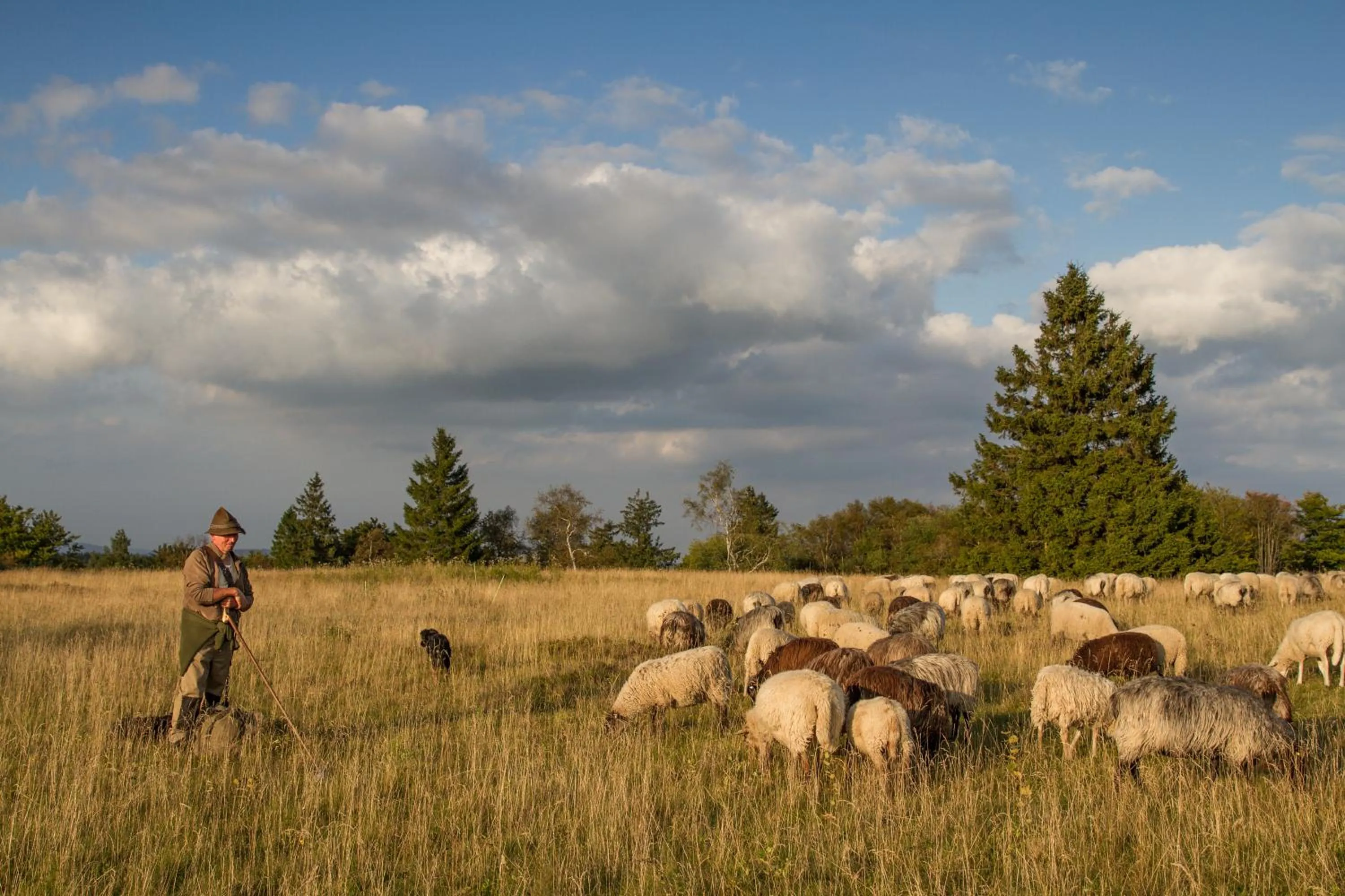 Animals in Landgasthof Gilsbach