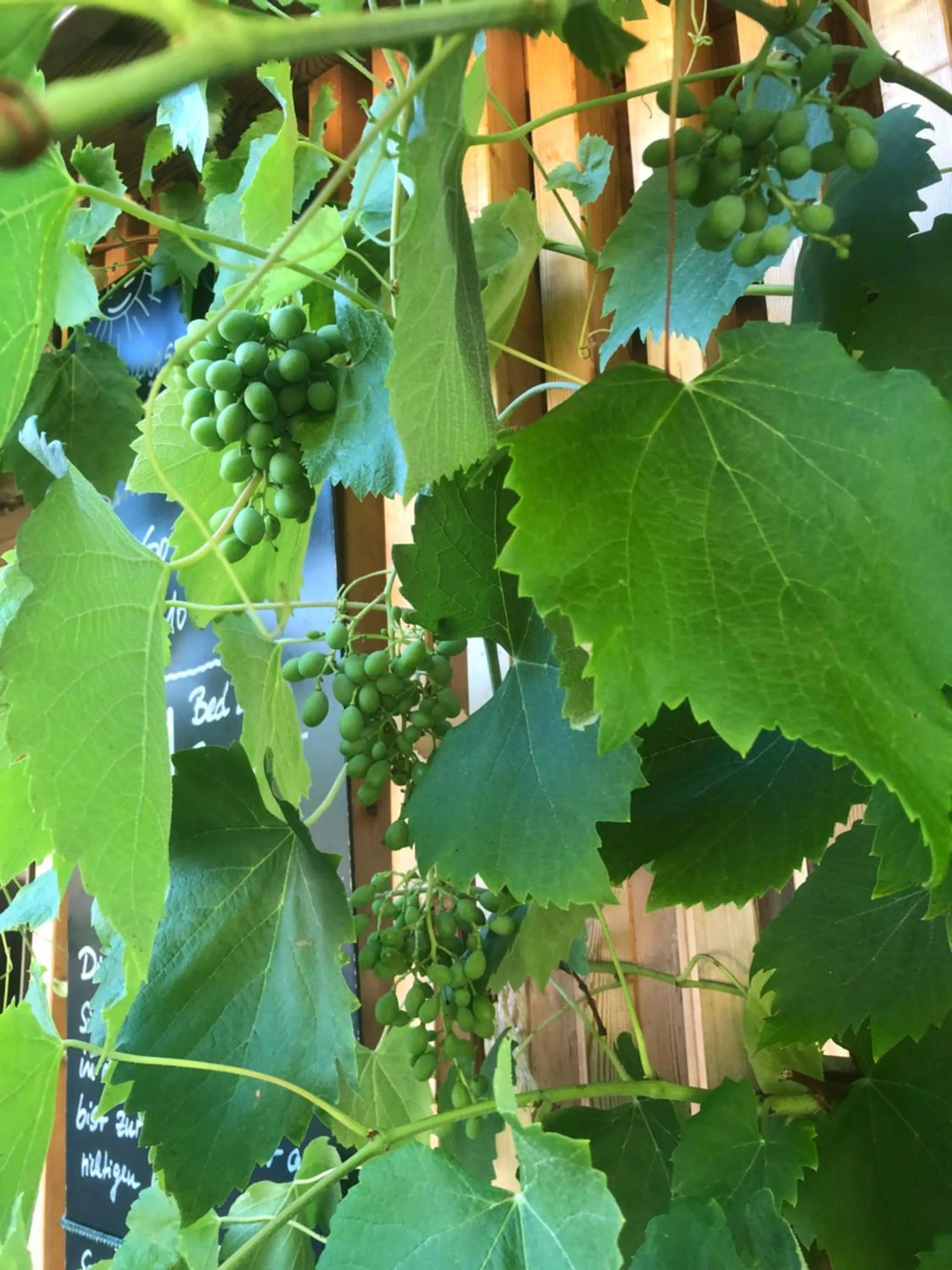 Garden in Hotel Cafe Seeblick