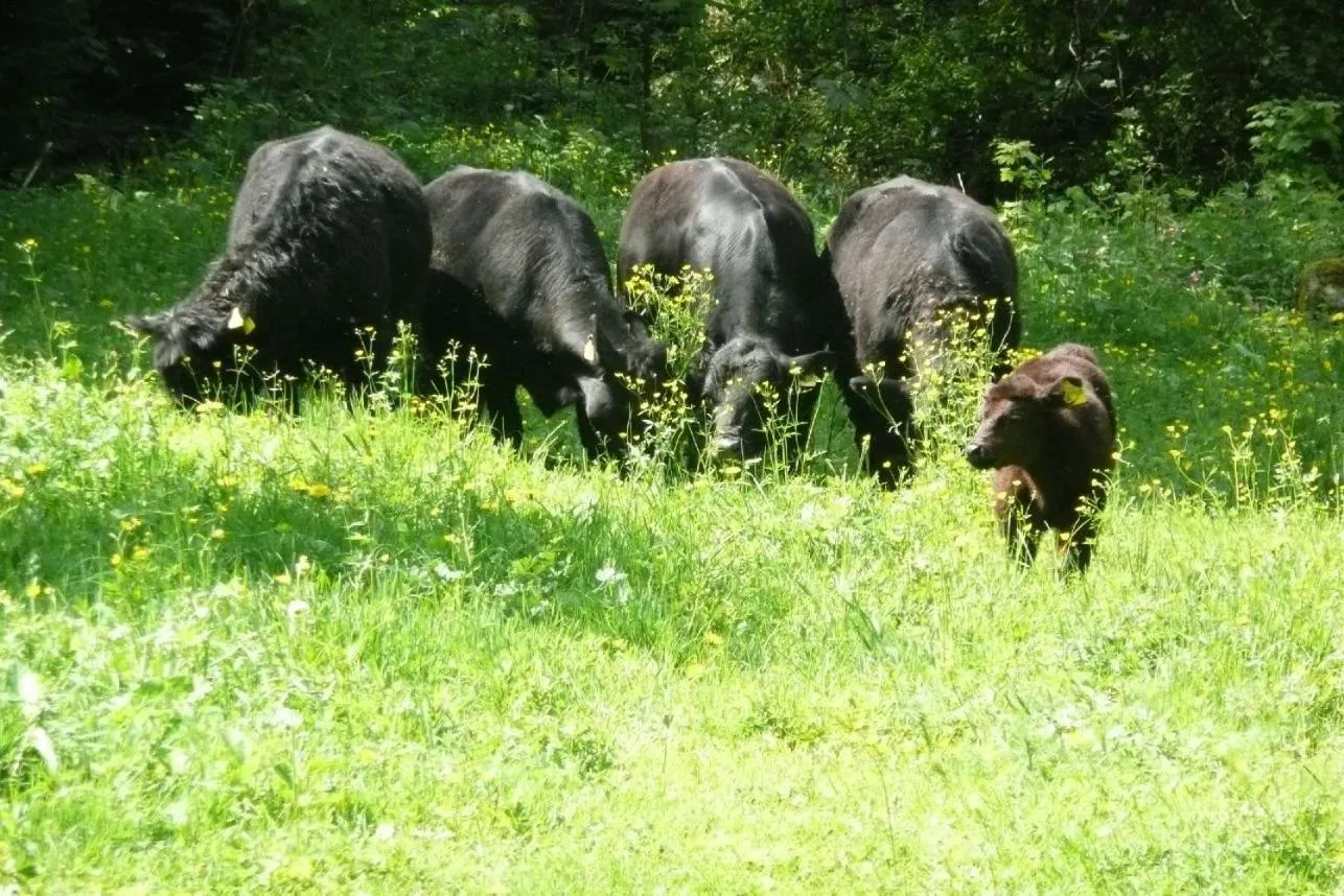 Animals in Landhotel Untere Kapfenhardter Mühle