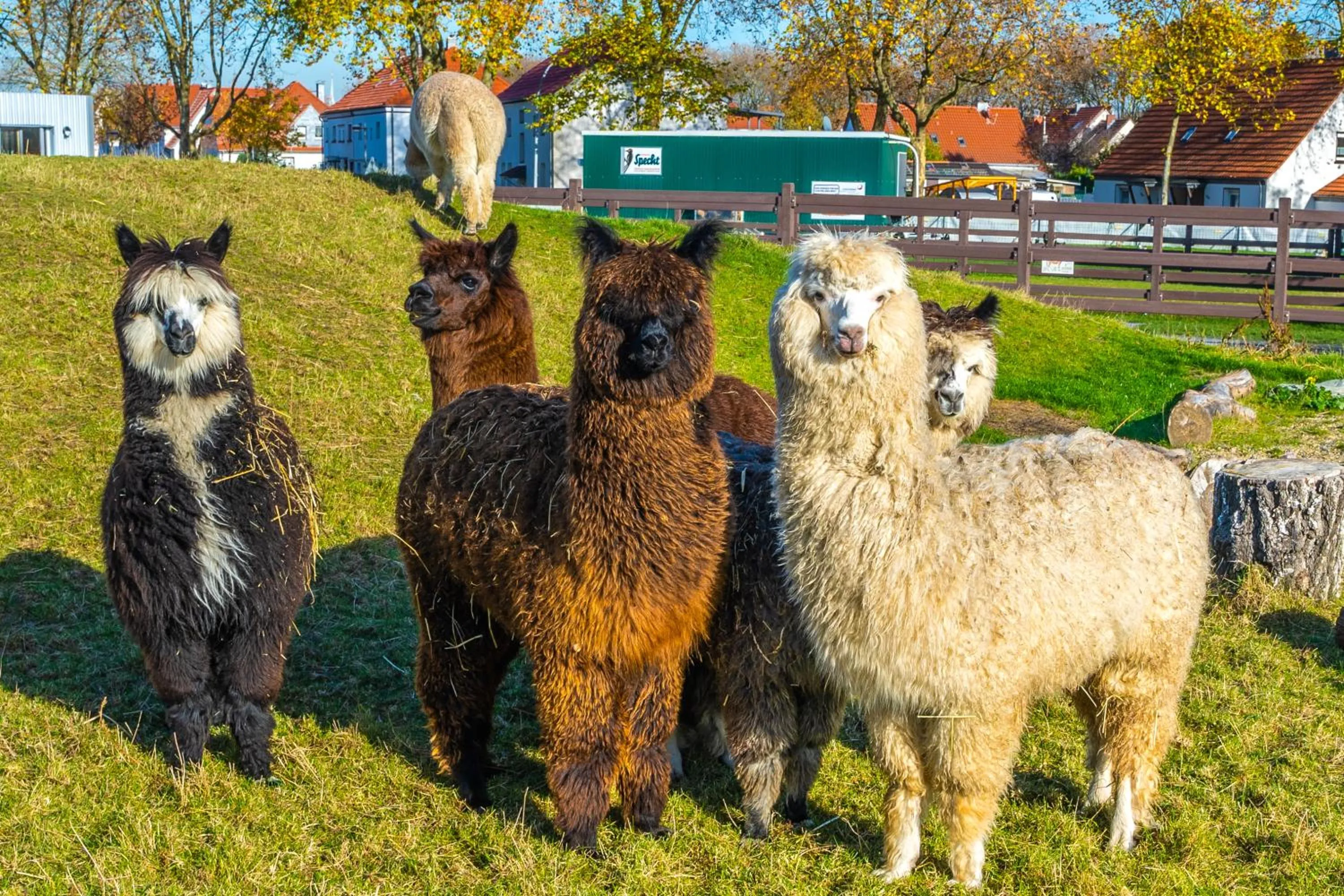 Animals in Wellings Romantik Hotel zur Linde