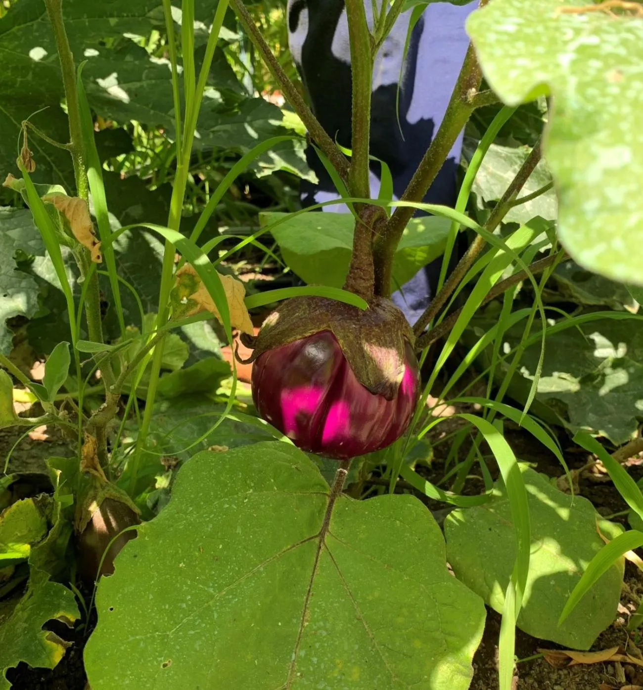 Property building in B&B Iolì Vesuvio