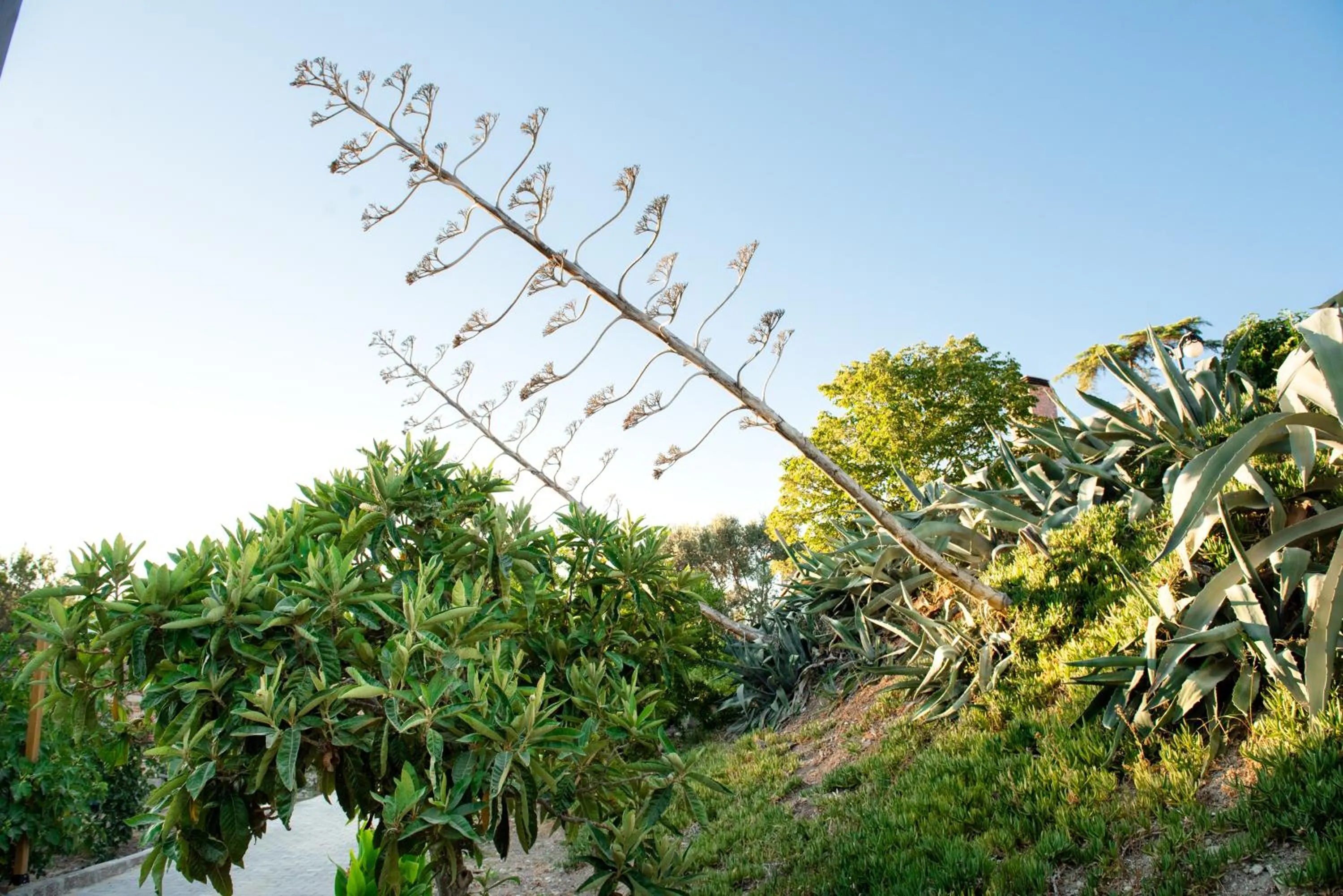 Garden view in My House Urla