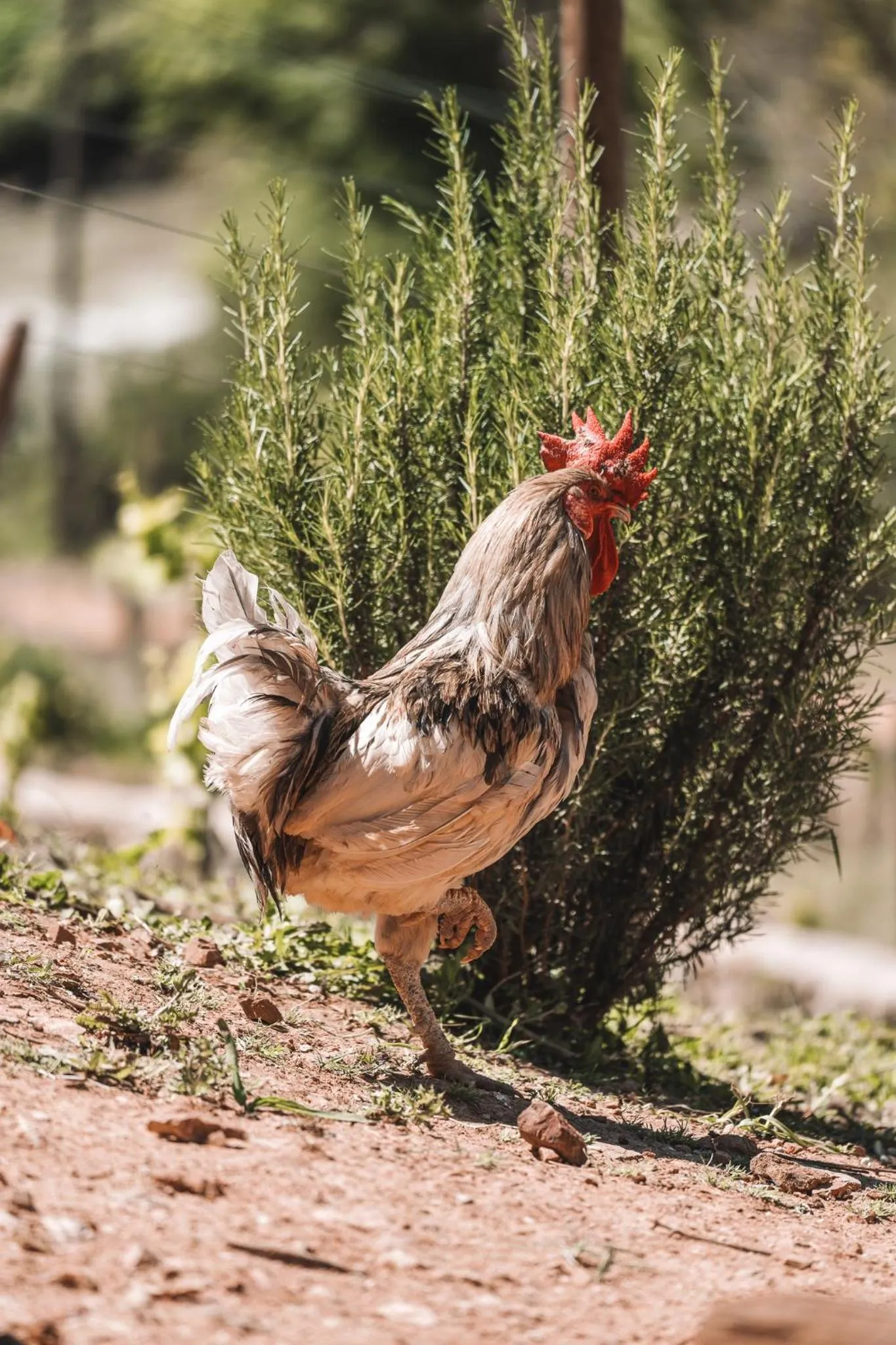 Animals in Eco Hotel Cueva del Gato
