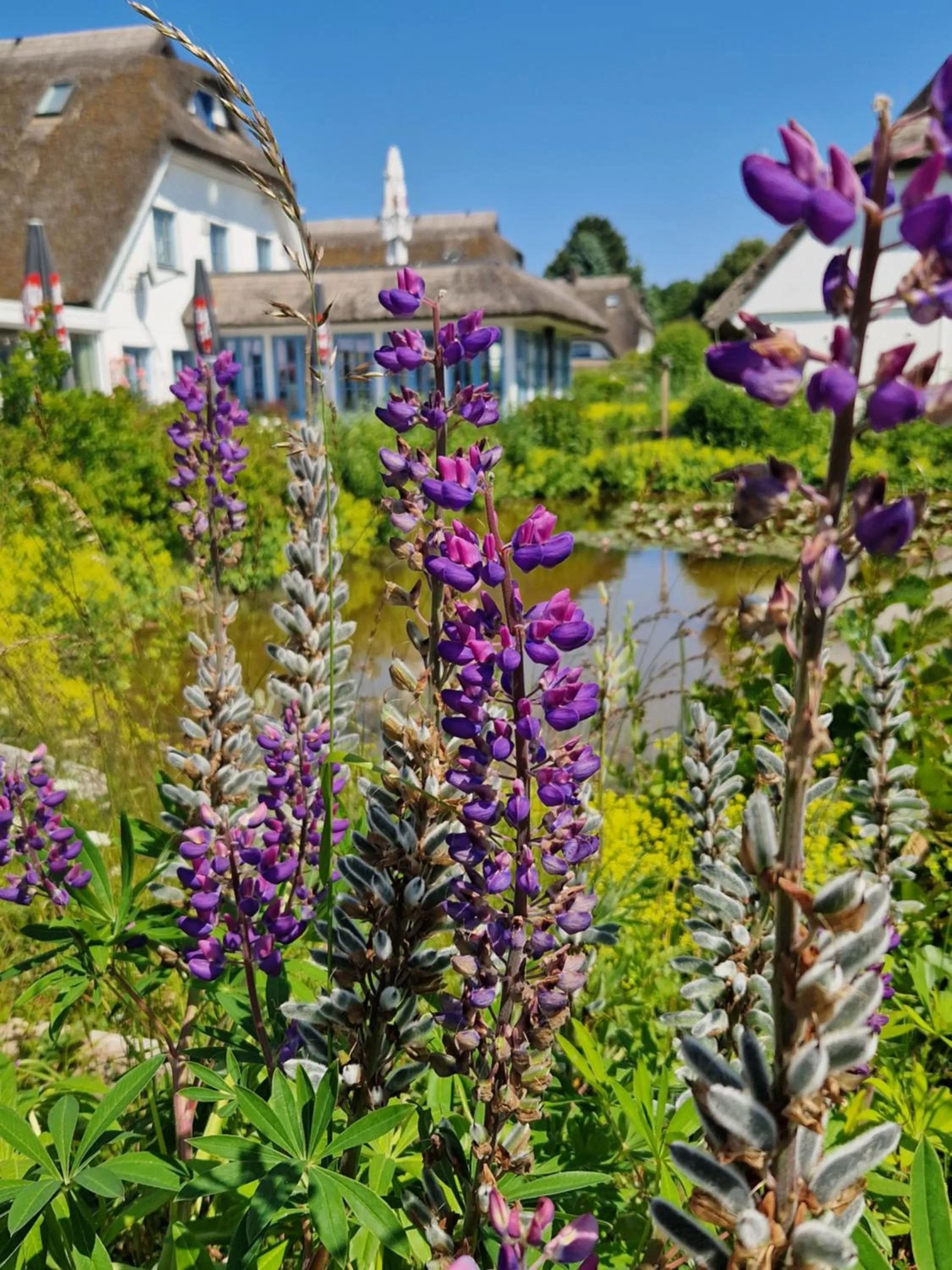 Garden view in Landhotel Kastanienallee Putbus