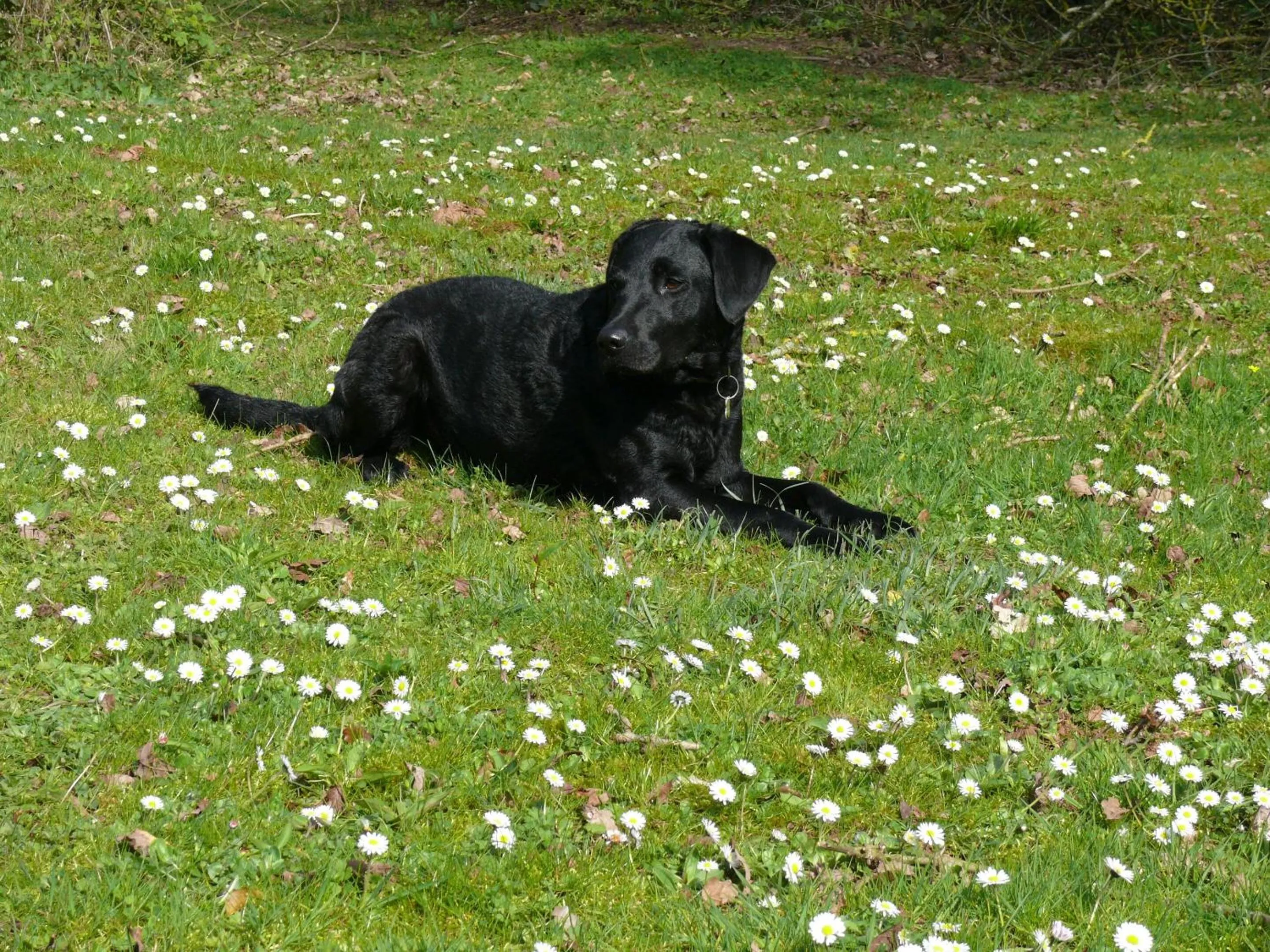 Garden in The Motor House