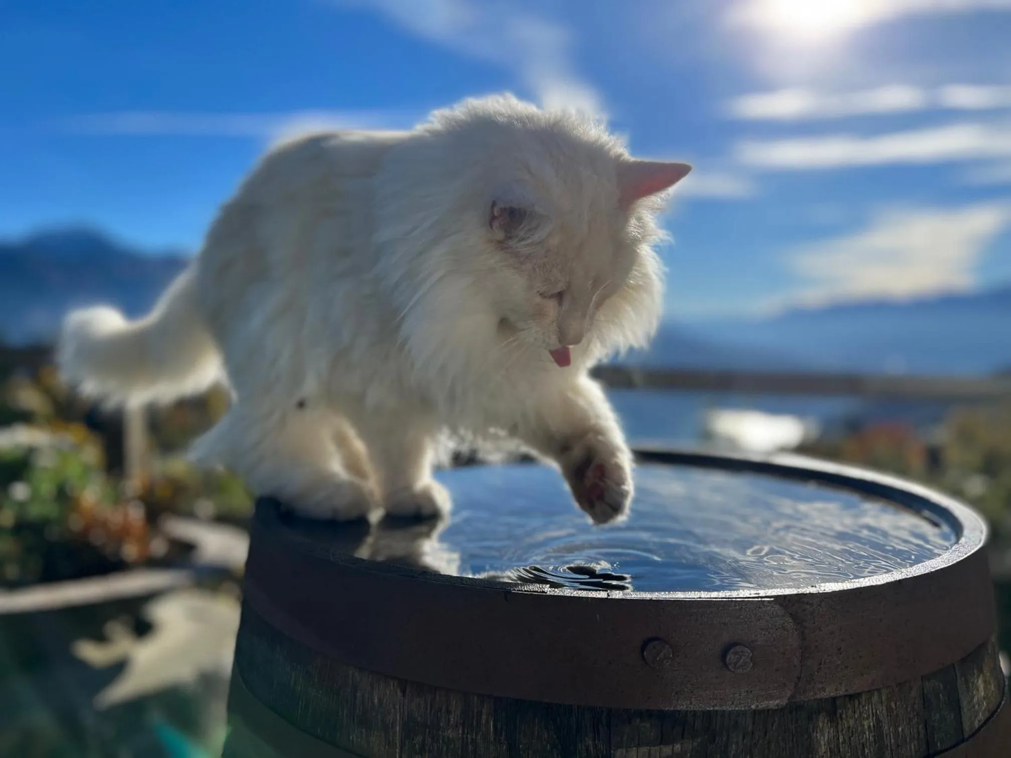 Animals in Hotel Fassbind Beausite